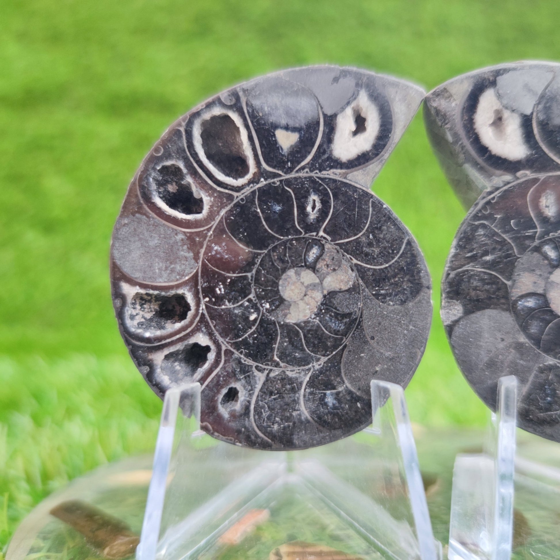 Cut and polished cleoniceras ammonite fossil North Yorkshire Fossils - North Yorkshire Fossils