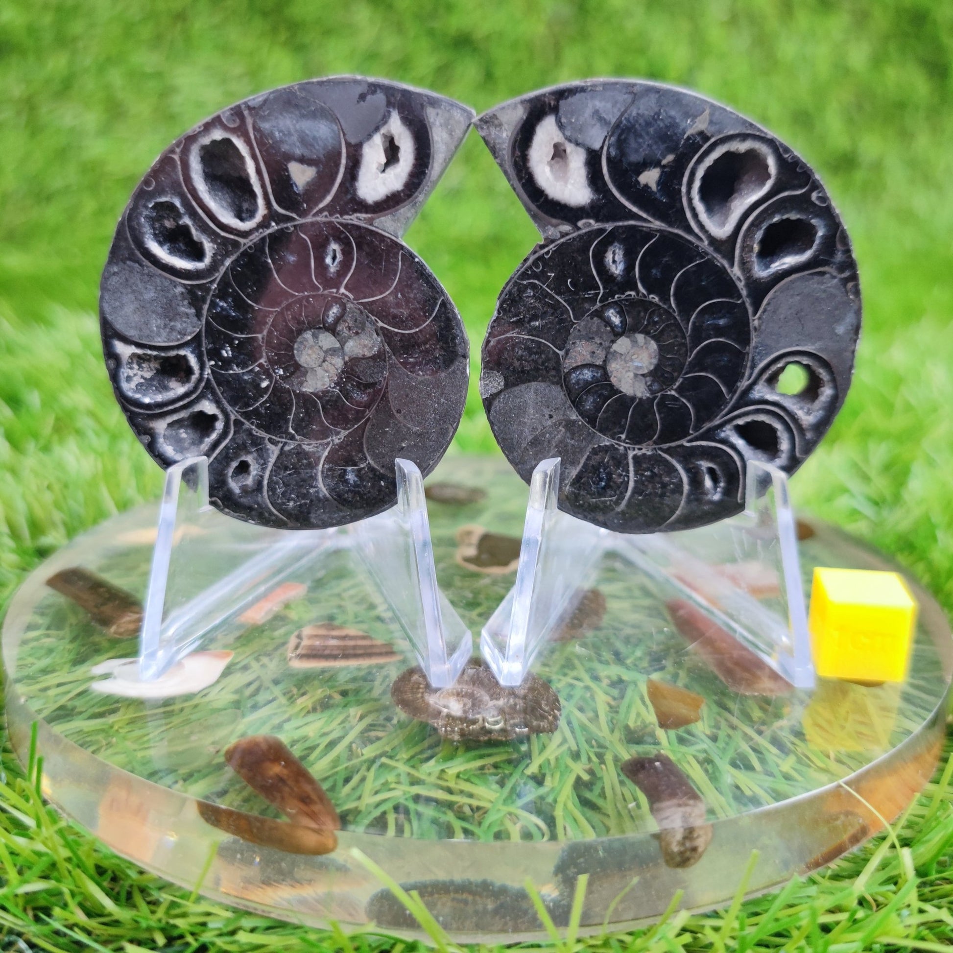 Cut and polished cleoniceras ammonite fossil North Yorkshire Fossils - North Yorkshire Fossils