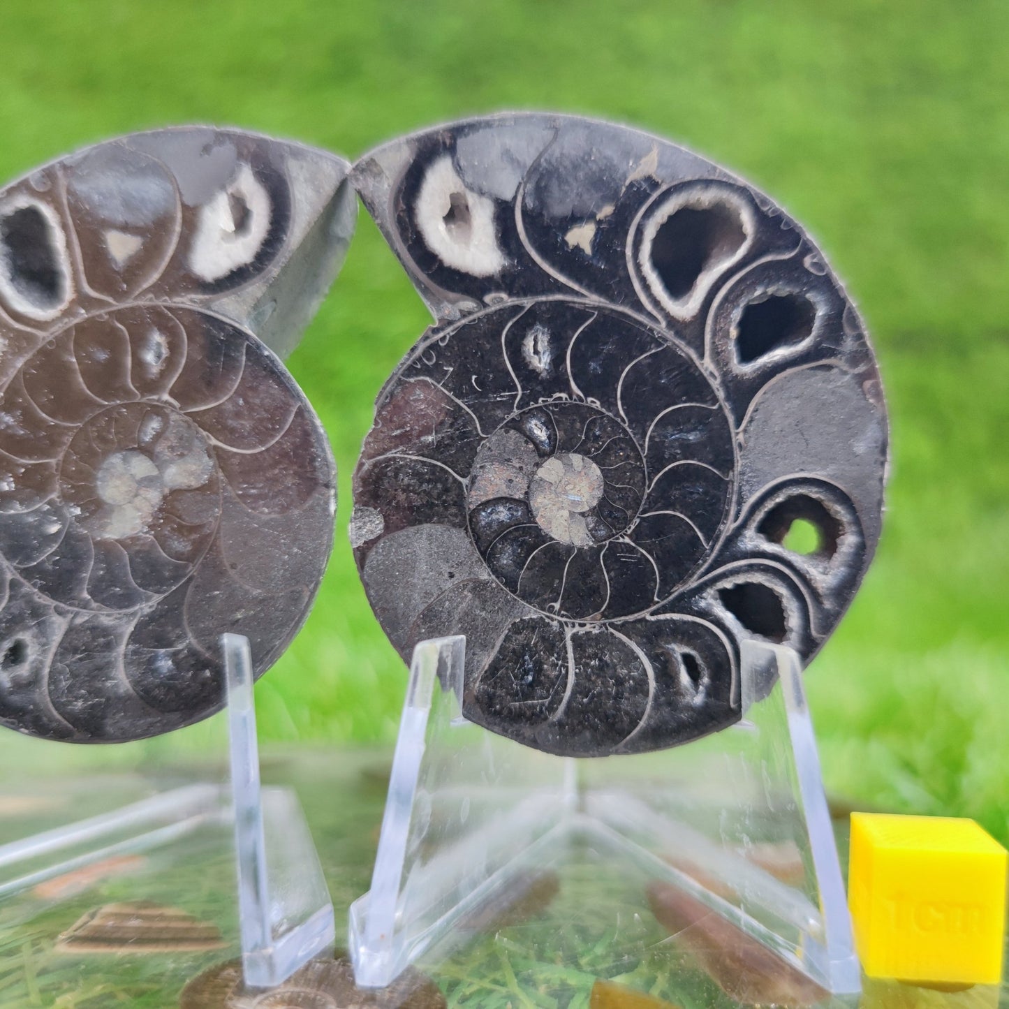 Cut and polished cleoniceras ammonite fossil North Yorkshire Fossils - North Yorkshire Fossils