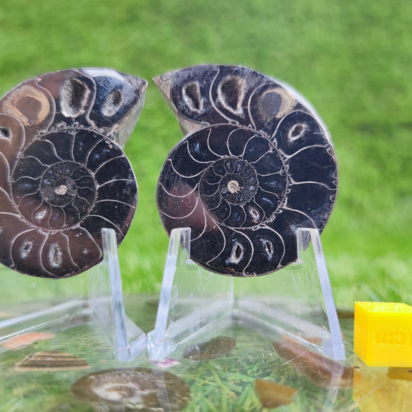 Cut and polished cleoniceras ammonite North Yorkshire Fossils - North Yorkshire Fossils