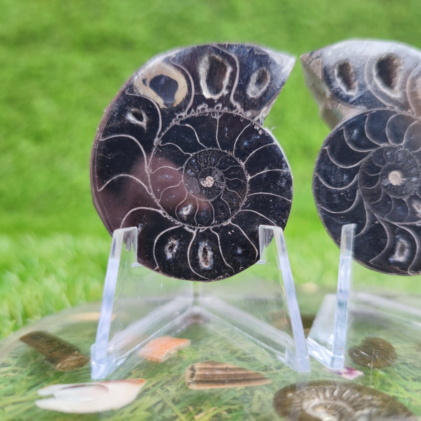 Cut and polished cleoniceras ammonite North Yorkshire Fossils - North Yorkshire Fossils