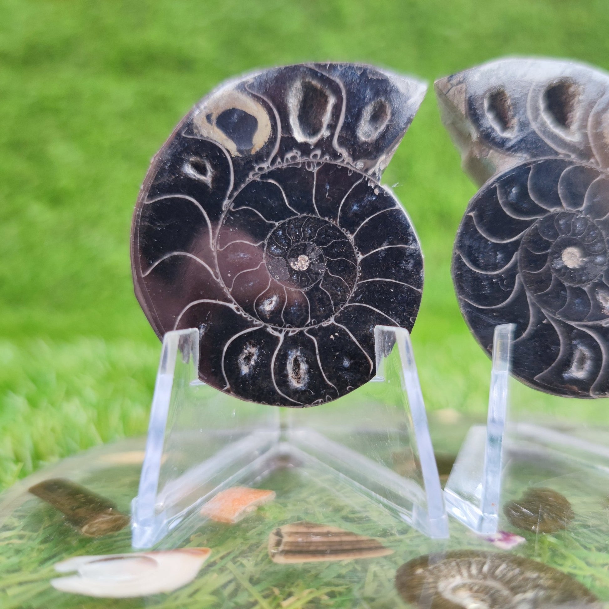 Cut and polished cleoniceras ammonite North Yorkshire Fossils - North Yorkshire Fossils