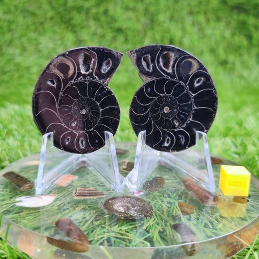 Cut and polished cleoniceras ammonite North Yorkshire Fossils - North Yorkshire Fossils