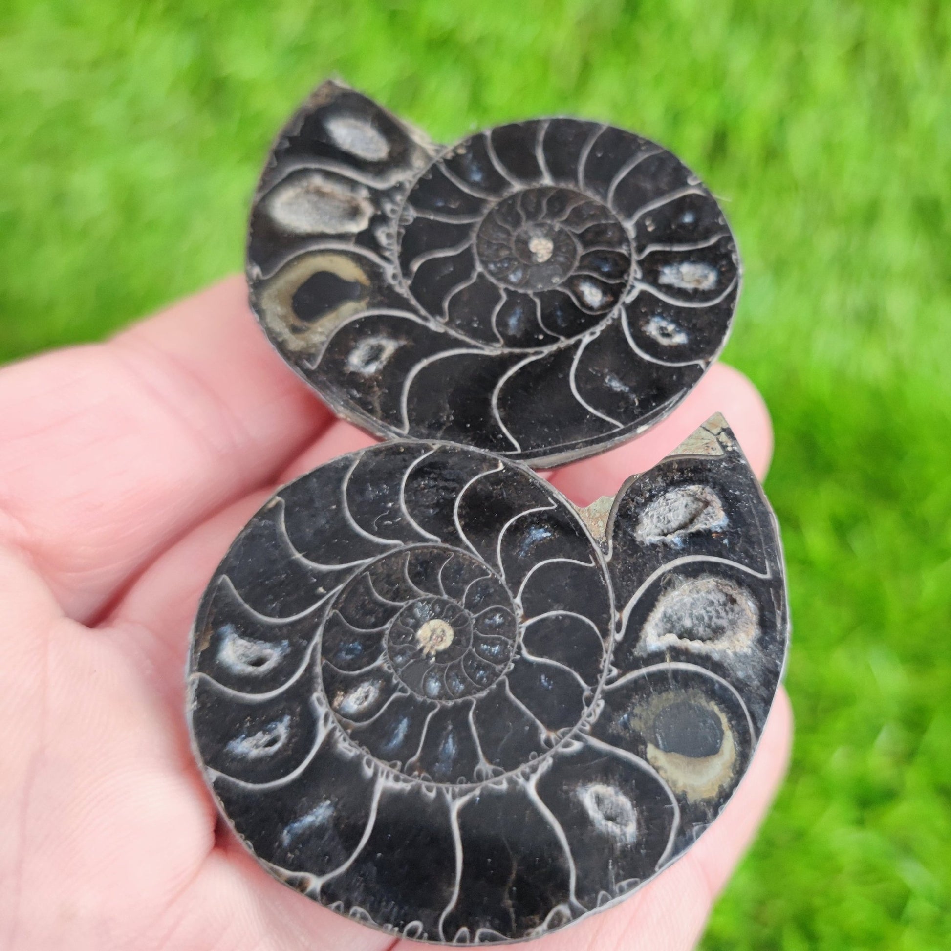 Cut and polished cleoniceras ammonite North Yorkshire Fossils - North Yorkshire Fossils