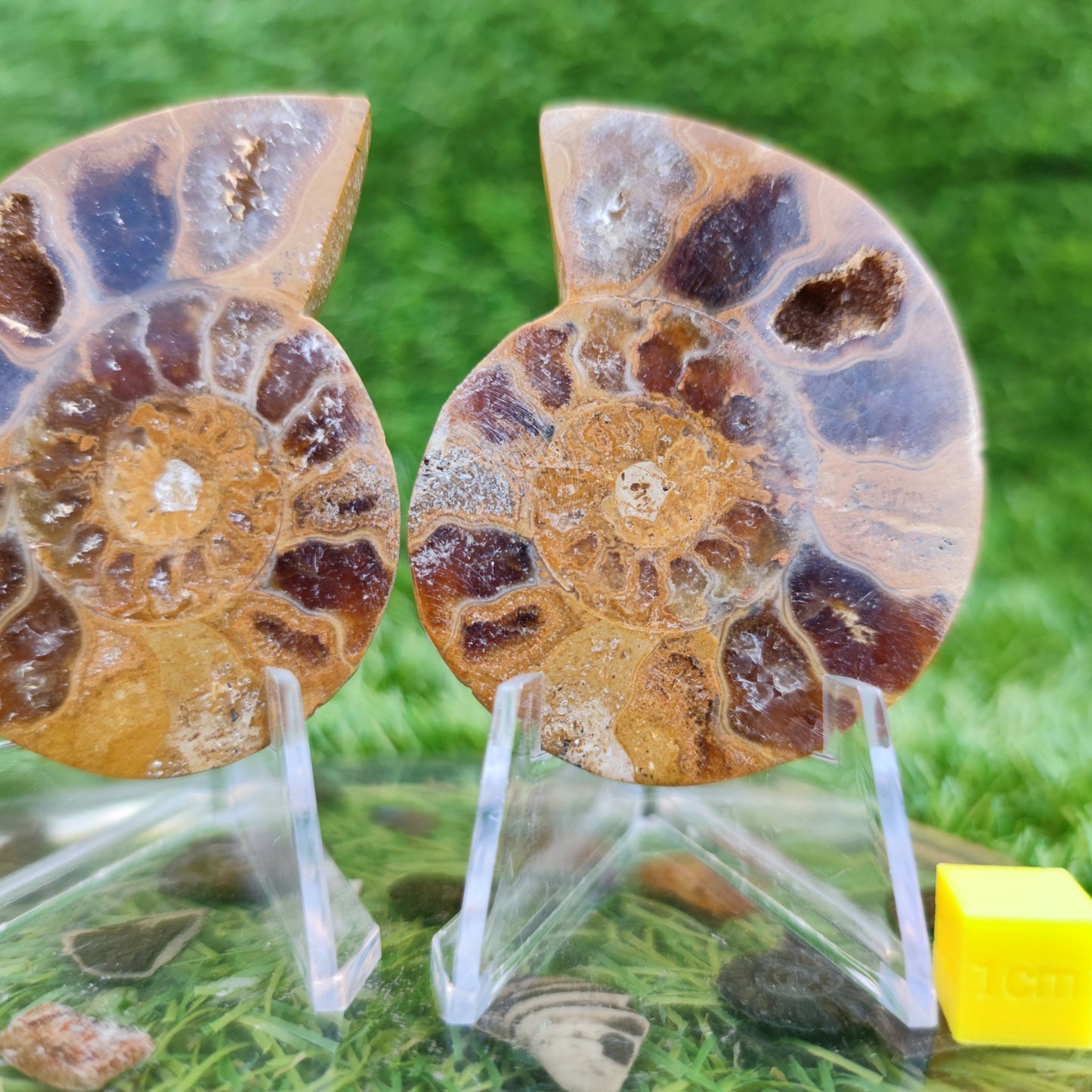 Cut and polished Madagascar ammonite fossil - North Yorkshire Fossils