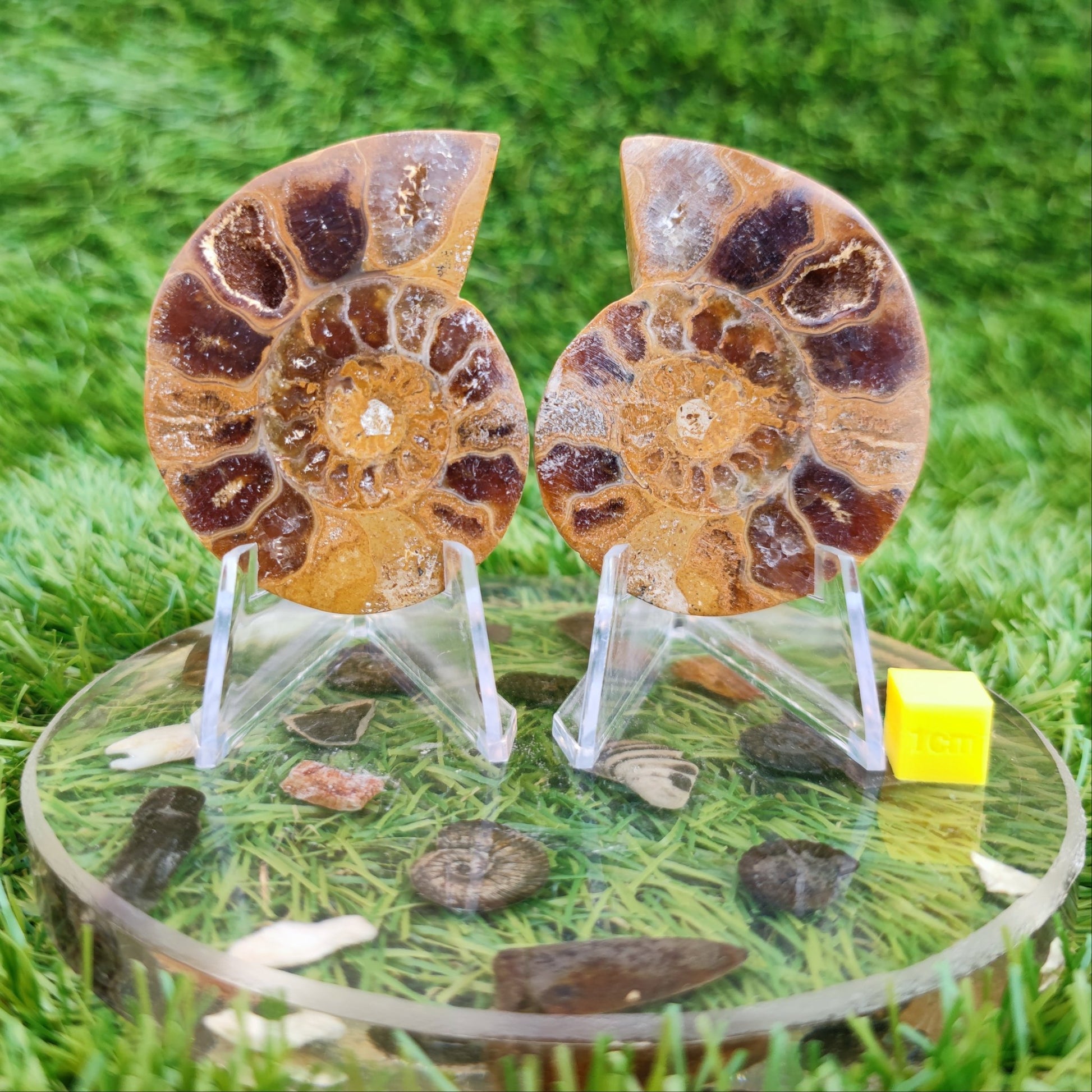 Cut and polished Madagascar ammonite fossil - North Yorkshire Fossils
