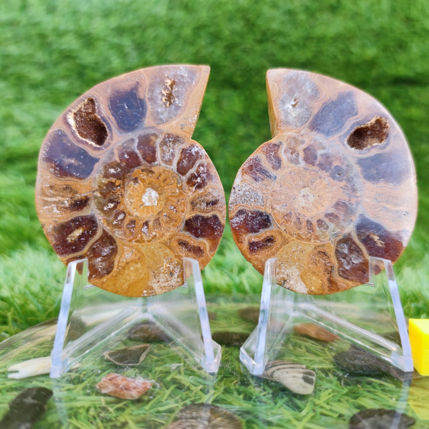Cut and polished Madagascar ammonite fossil - North Yorkshire Fossils