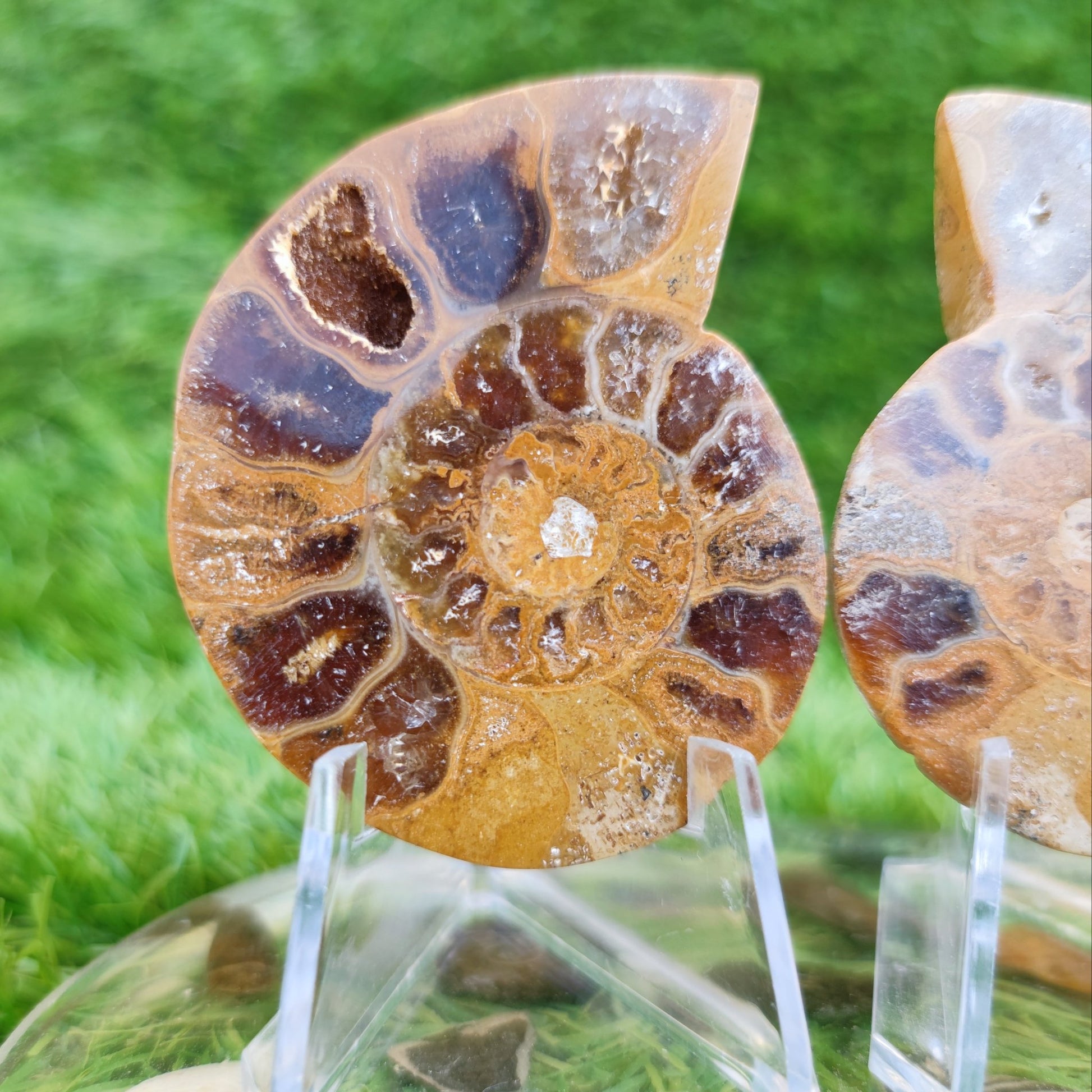 Cut and polished Madagascar ammonite fossil - North Yorkshire Fossils