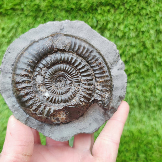 Dactylioceras ammonite big chunky fossil Yorkshire Jurassic coast - North Yorkshire Fossils
