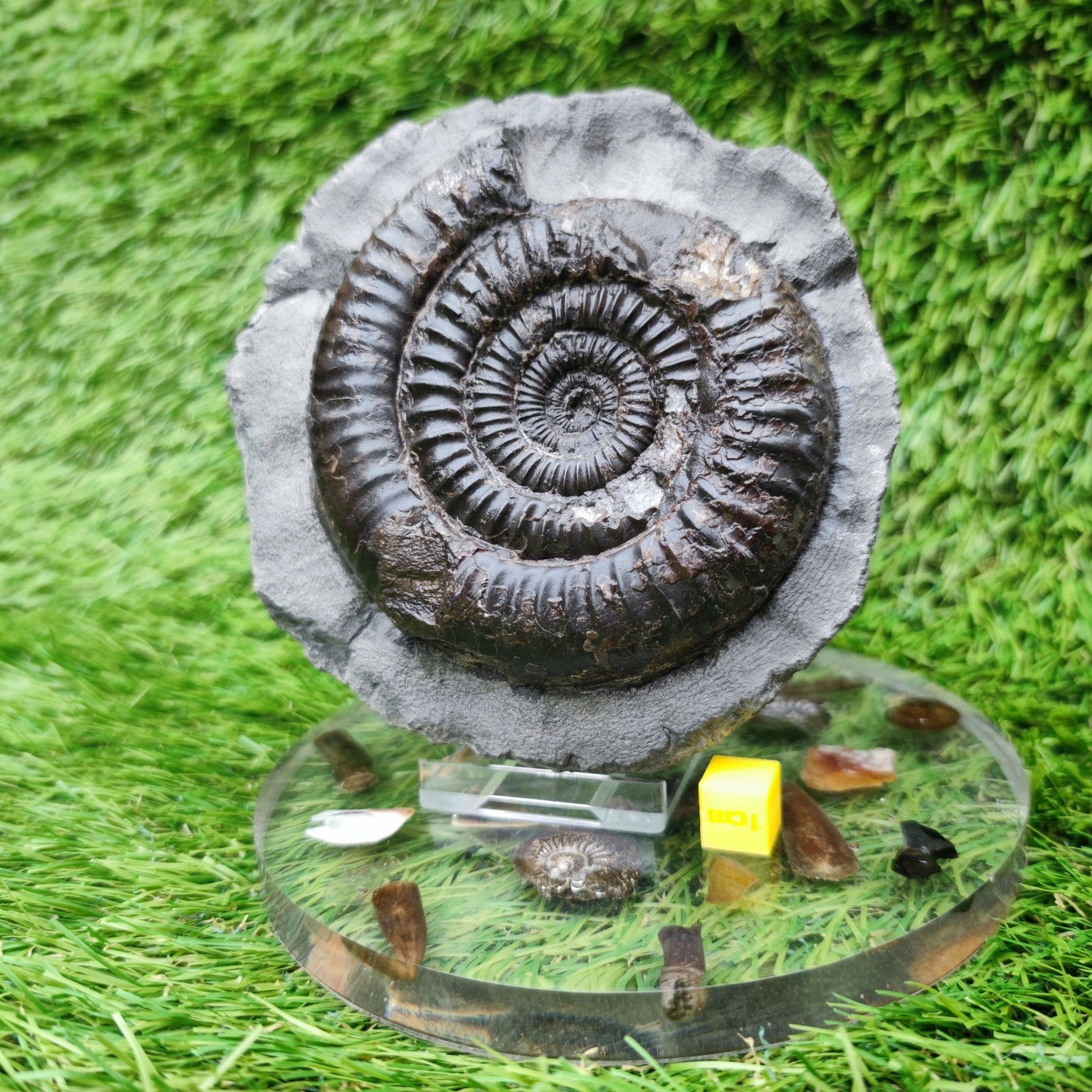 Dactylioceras ammonite big chunky fossil Yorkshire Jurassic coast - North Yorkshire Fossils