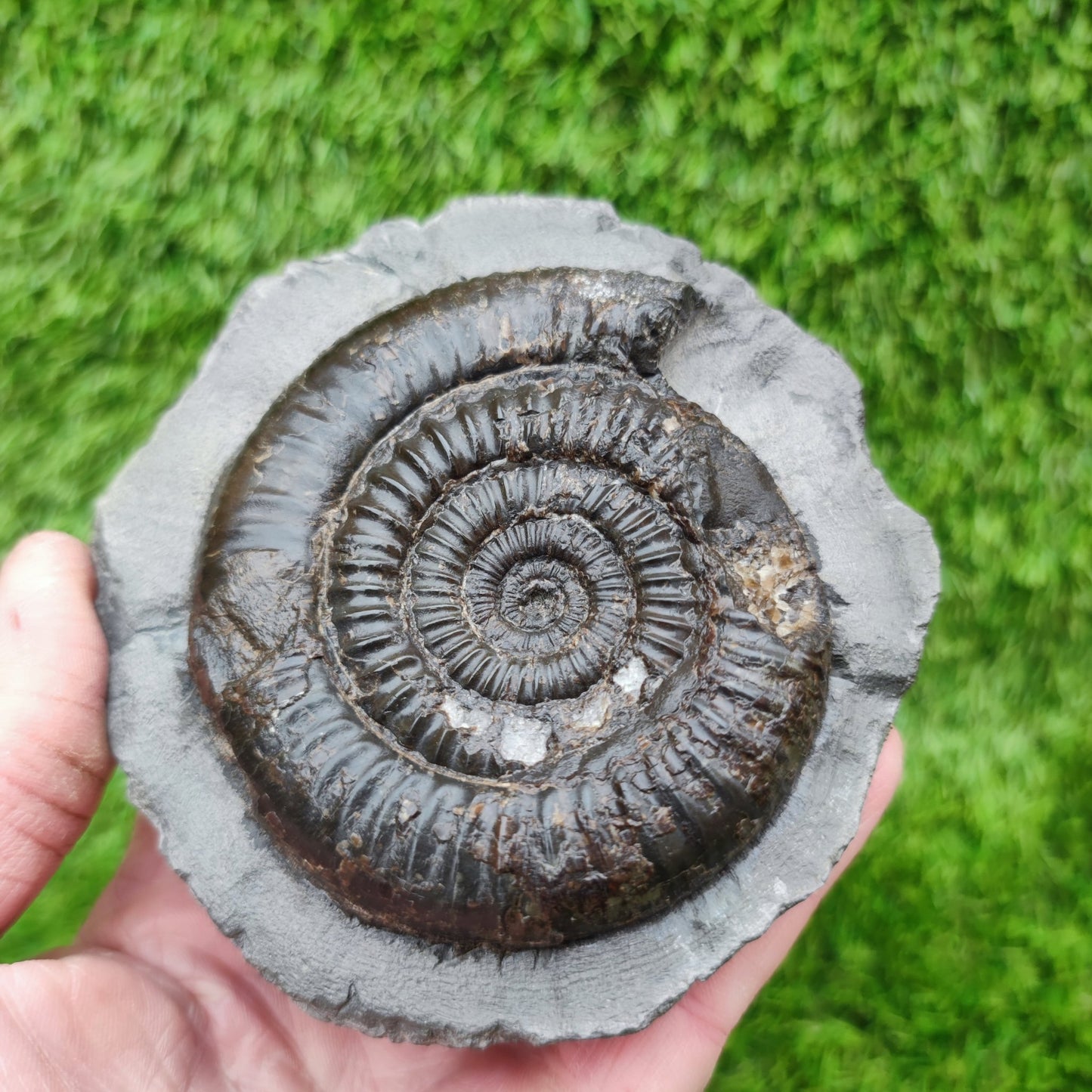 Dactylioceras ammonite big chunky fossil Yorkshire Jurassic coast - North Yorkshire Fossils