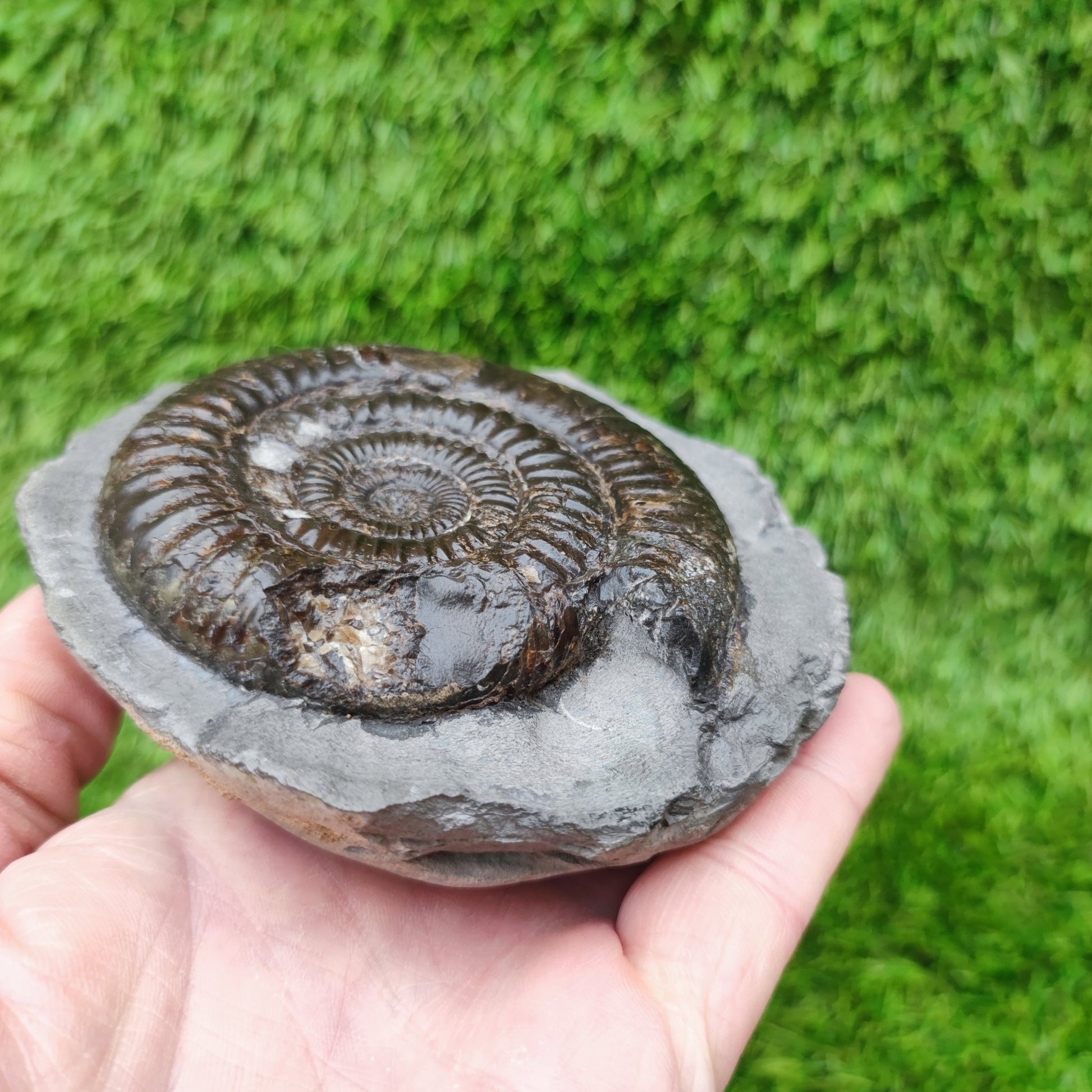 Dactylioceras ammonite big chunky fossil Yorkshire Jurassic coast - North Yorkshire Fossils