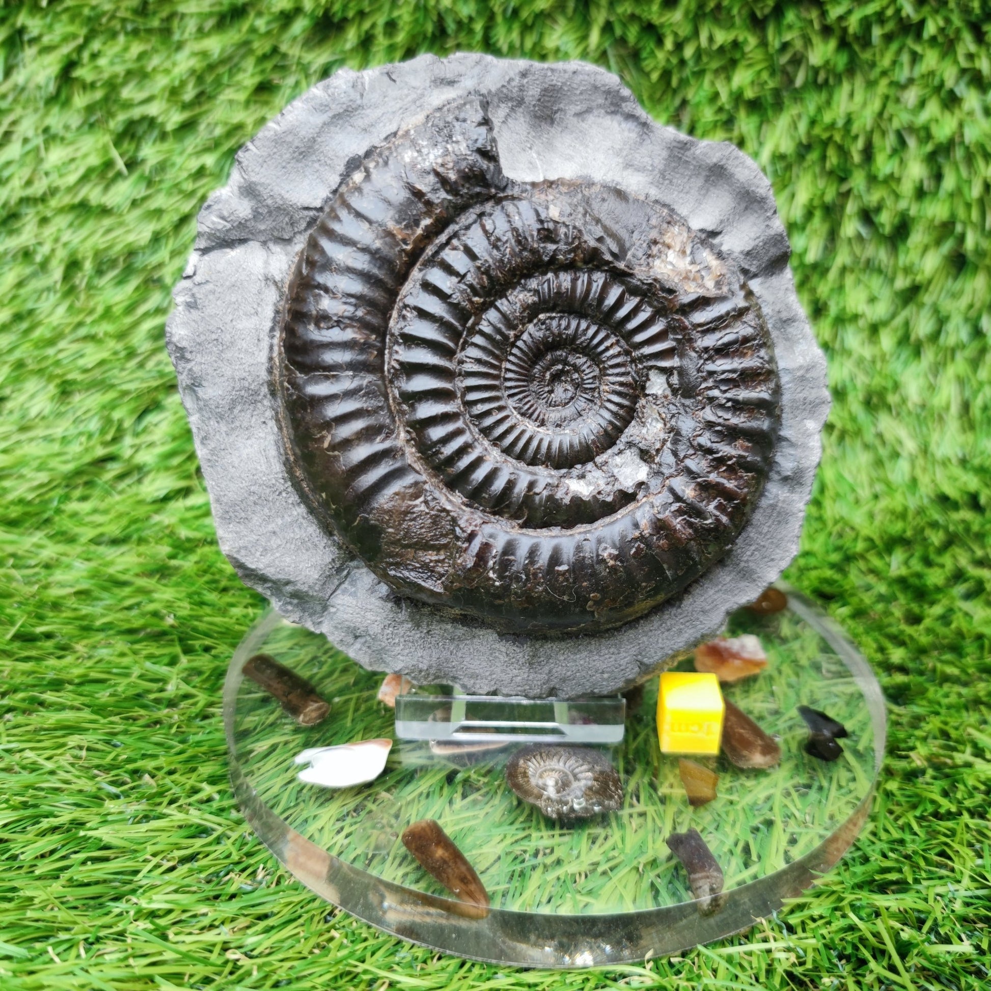 Dactylioceras ammonite big chunky fossil Yorkshire Jurassic coast - North Yorkshire Fossils