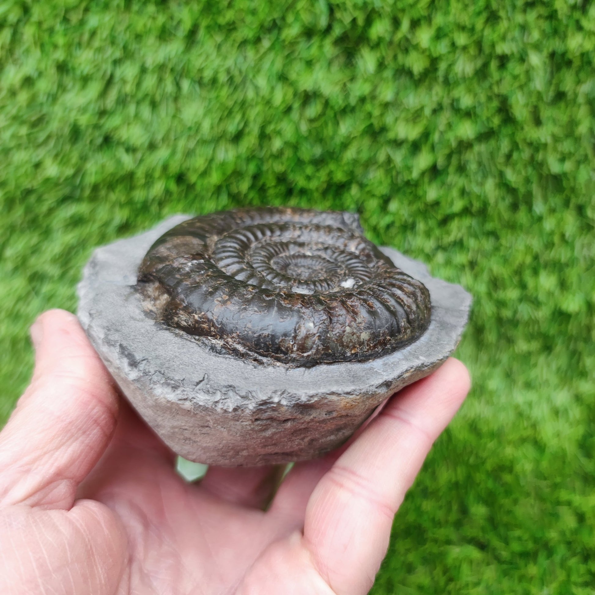 Dactylioceras ammonite big chunky fossil Yorkshire Jurassic coast - North Yorkshire Fossils