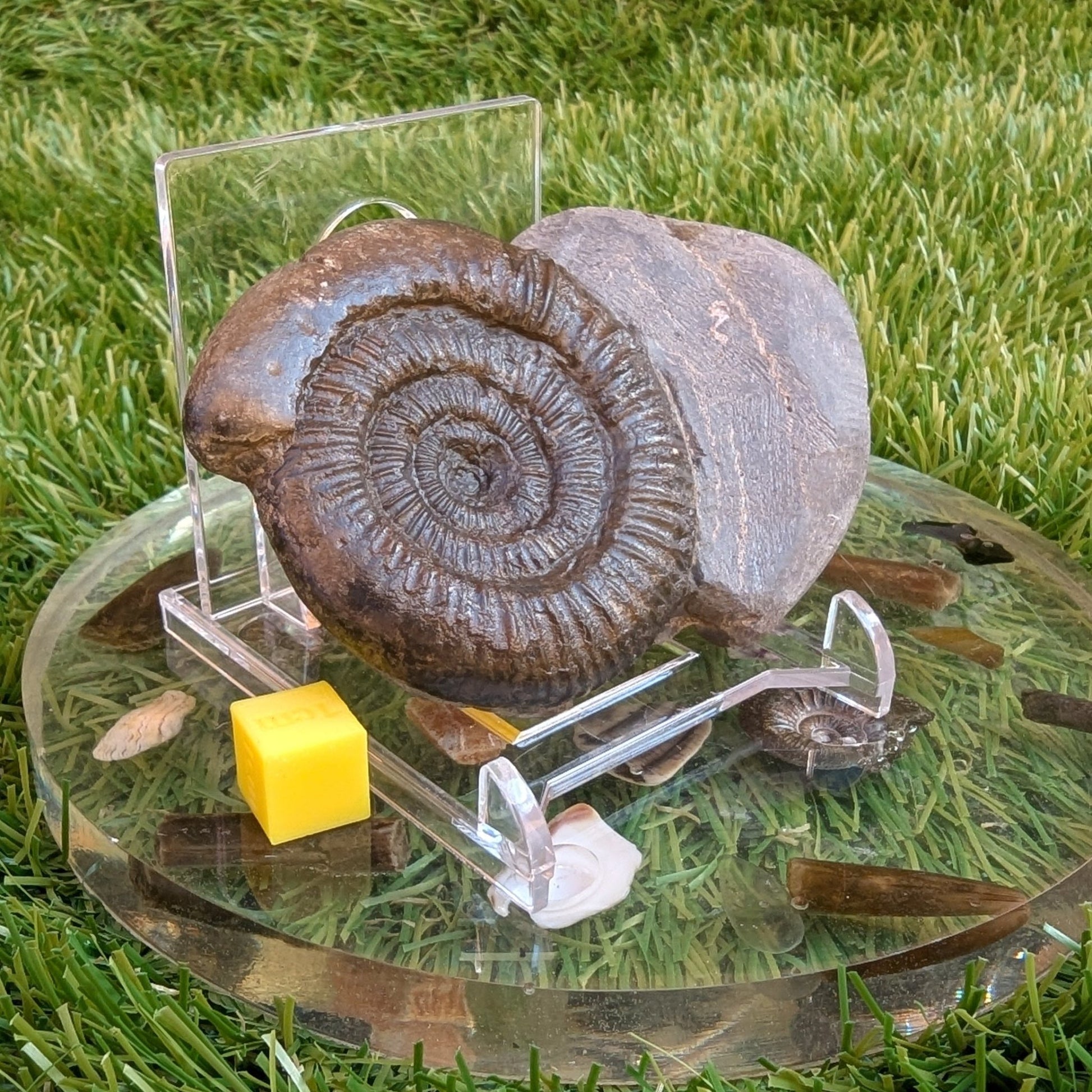 Dactylioceras ammonite fossil - North Yorkshire Fossils