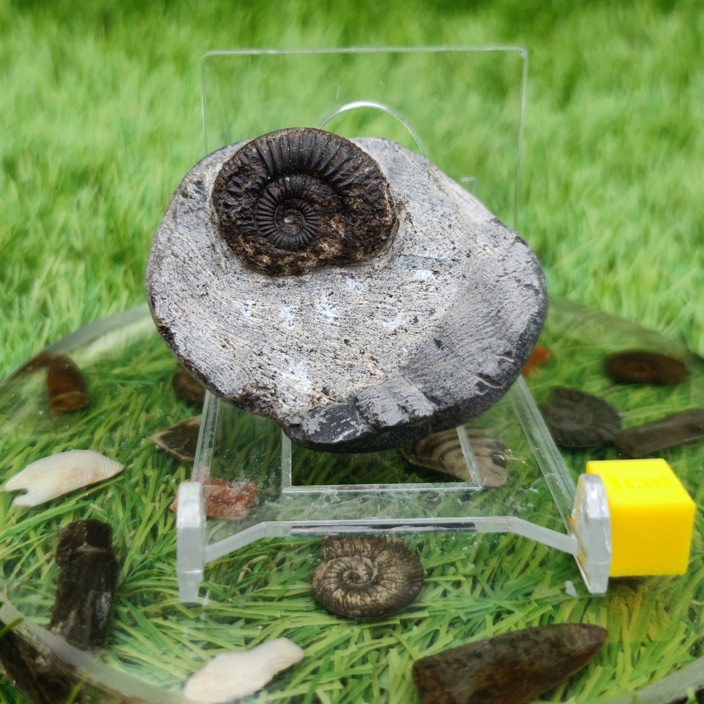 Dactylioceras ammonite fossil - North Yorkshire Fossils