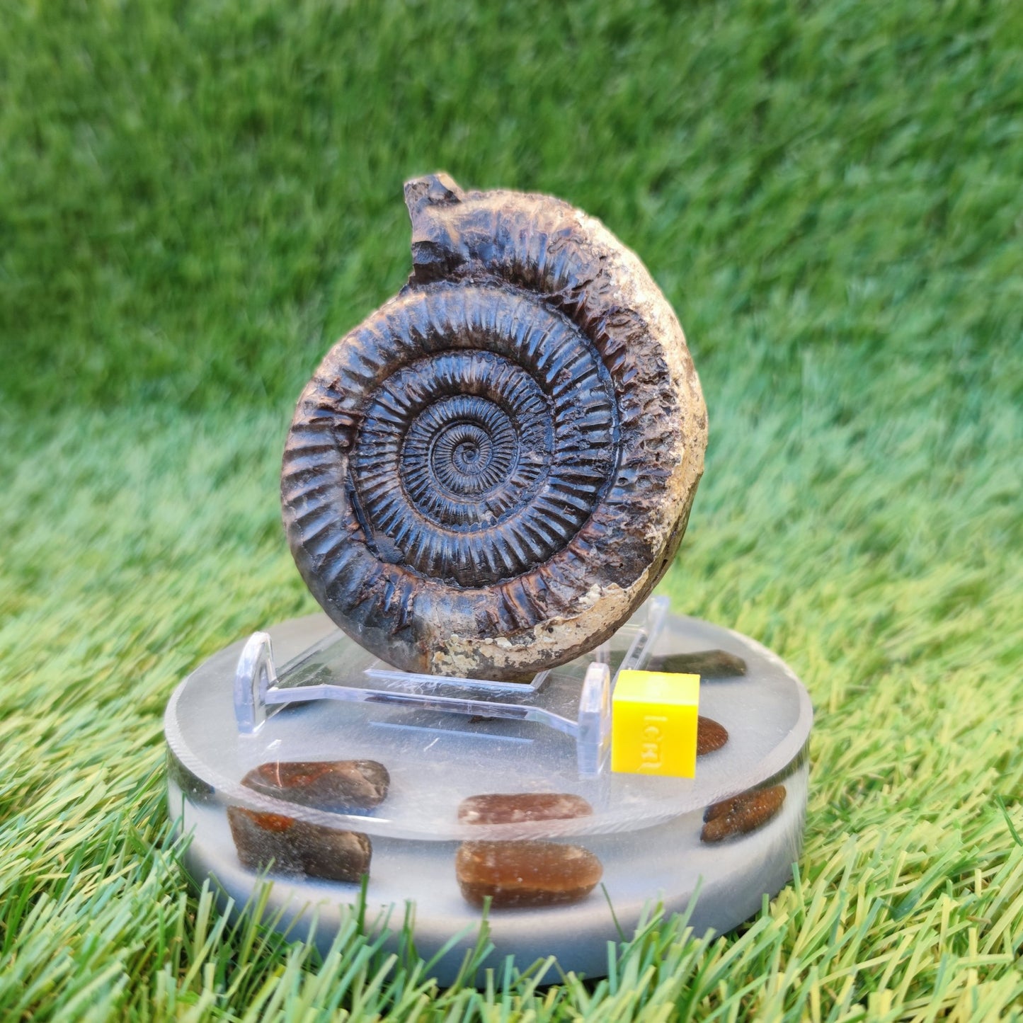 Dactylioceras ammonite fossil 3D matrix free - North Yorkshire Fossils