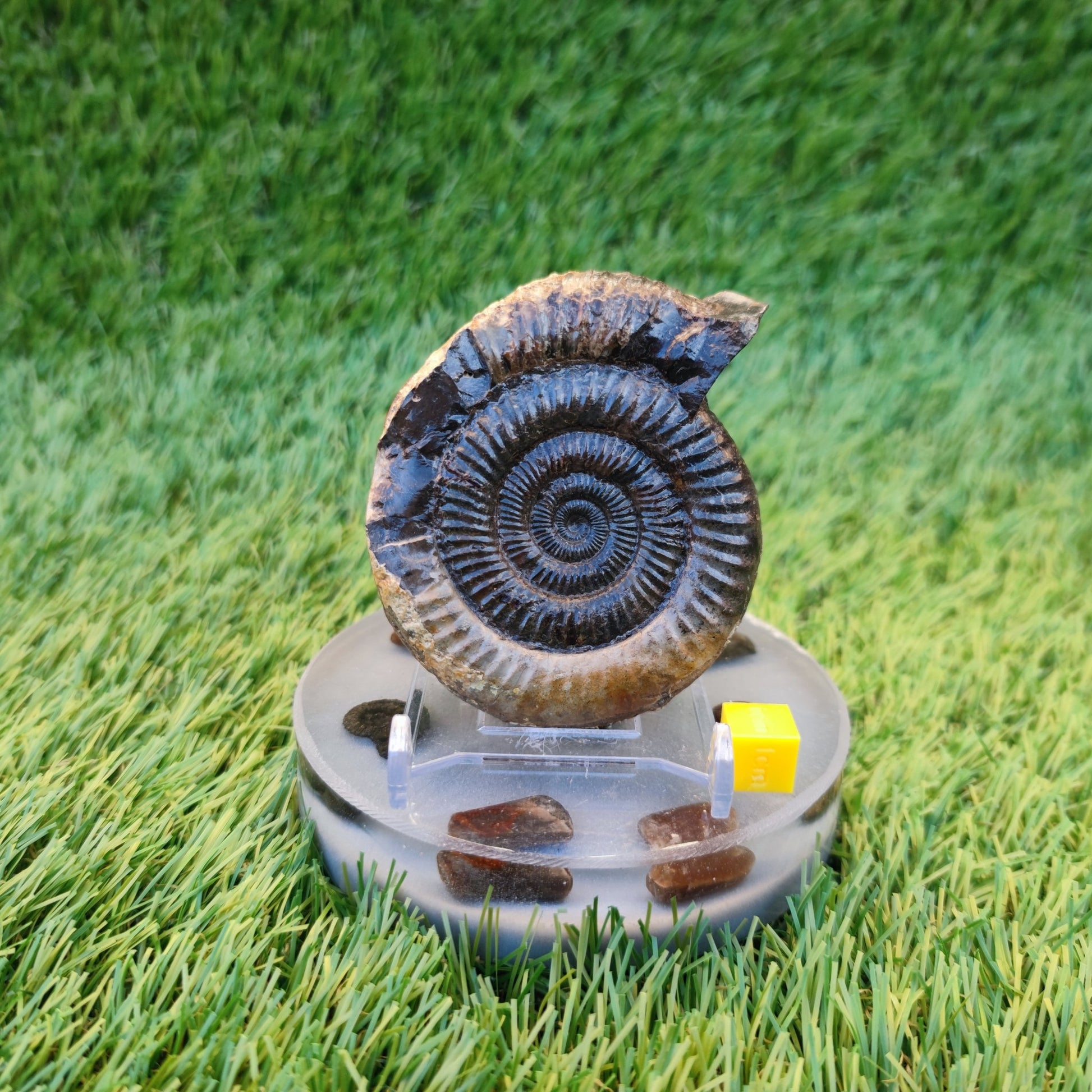 Dactylioceras ammonite fossil 3D matrix free - North Yorkshire Fossils