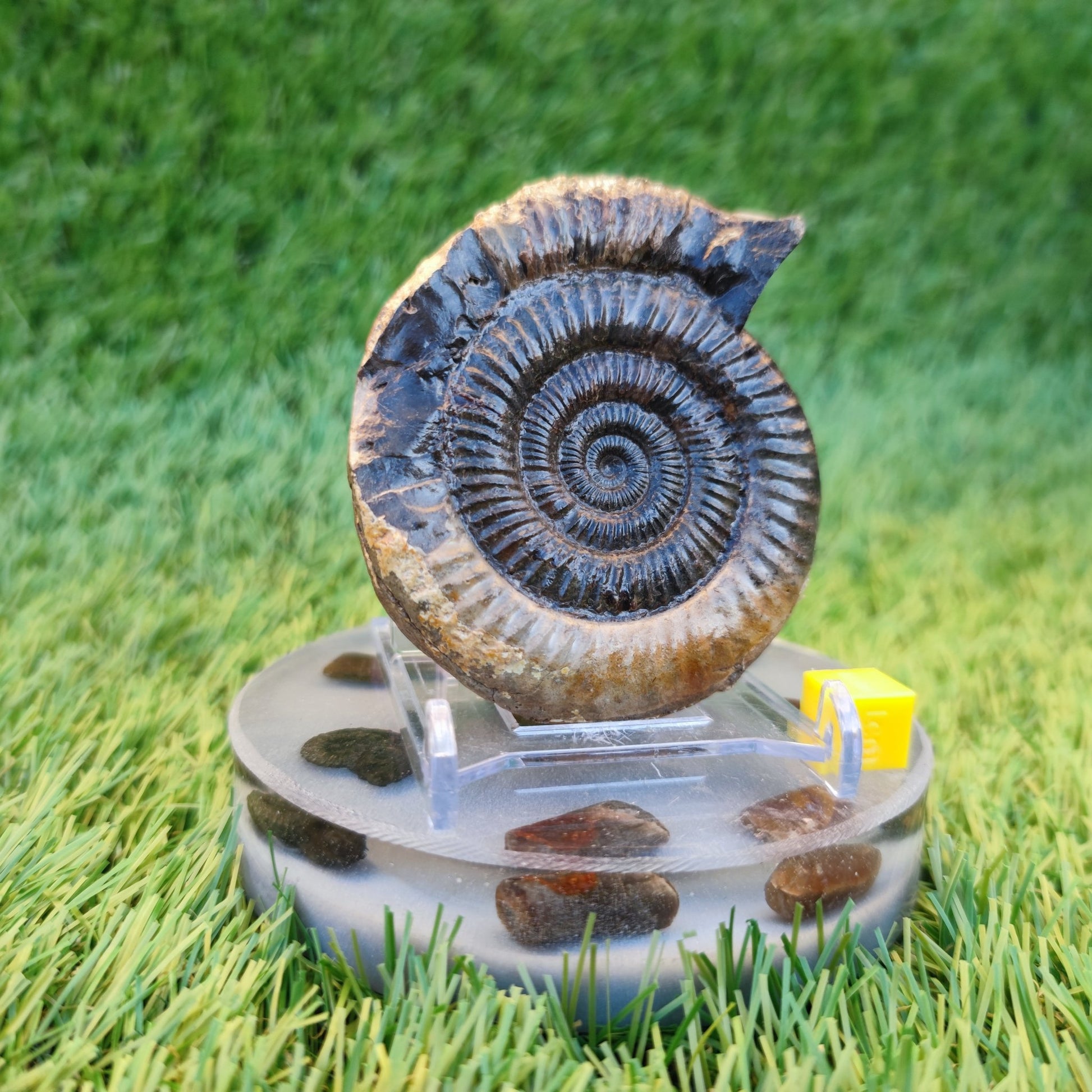 Dactylioceras ammonite fossil 3D matrix free - North Yorkshire Fossils