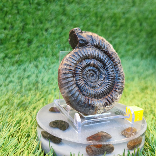 Dactylioceras ammonite fossil 3D matrix free - North Yorkshire Fossils