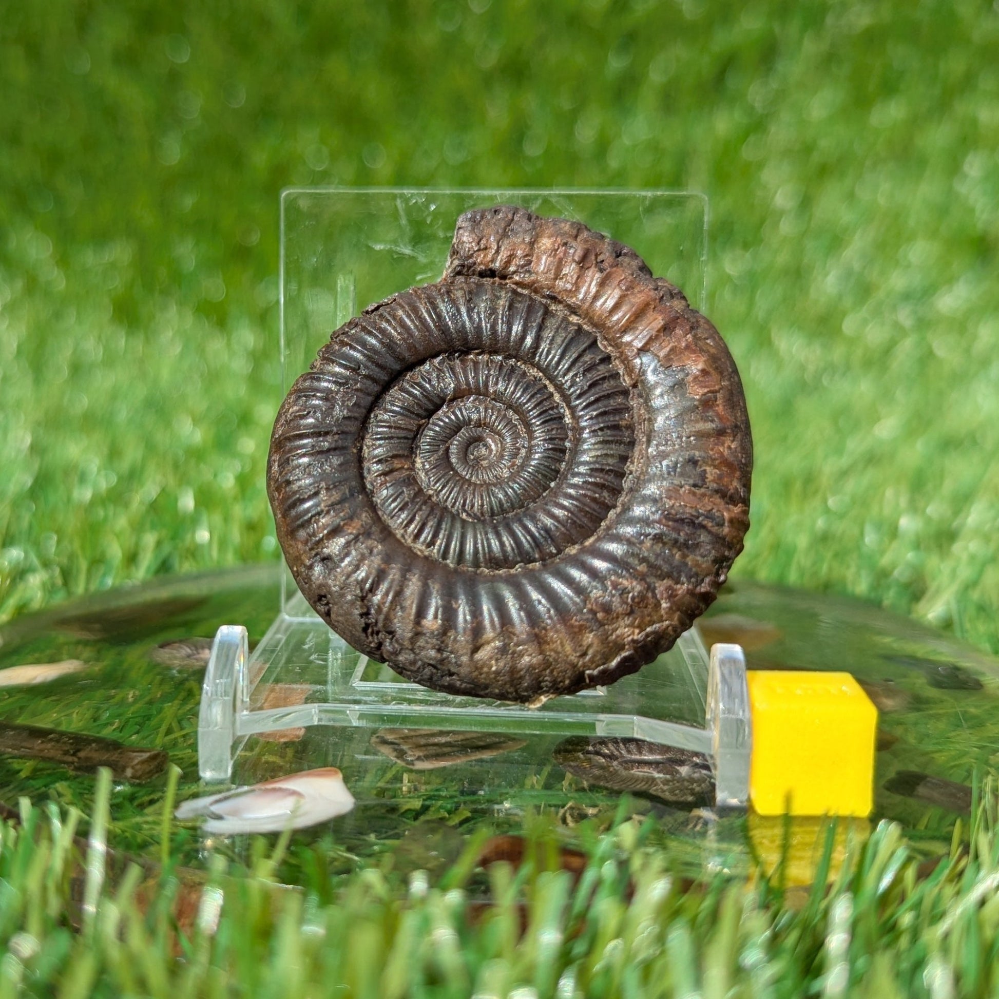 Dactylioceras ammonite fossil 3D matrix free North Yorkshire fossils - North Yorkshire Fossils
