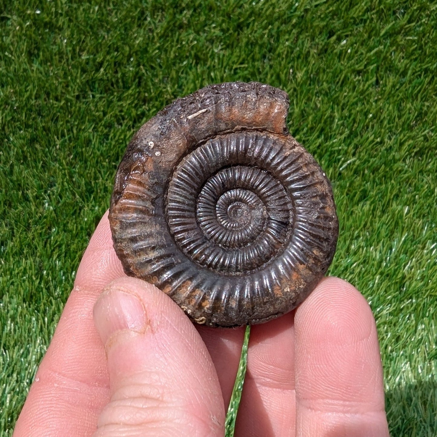 Dactylioceras ammonite fossil 3D matrix free North Yorkshire fossils - North Yorkshire Fossils