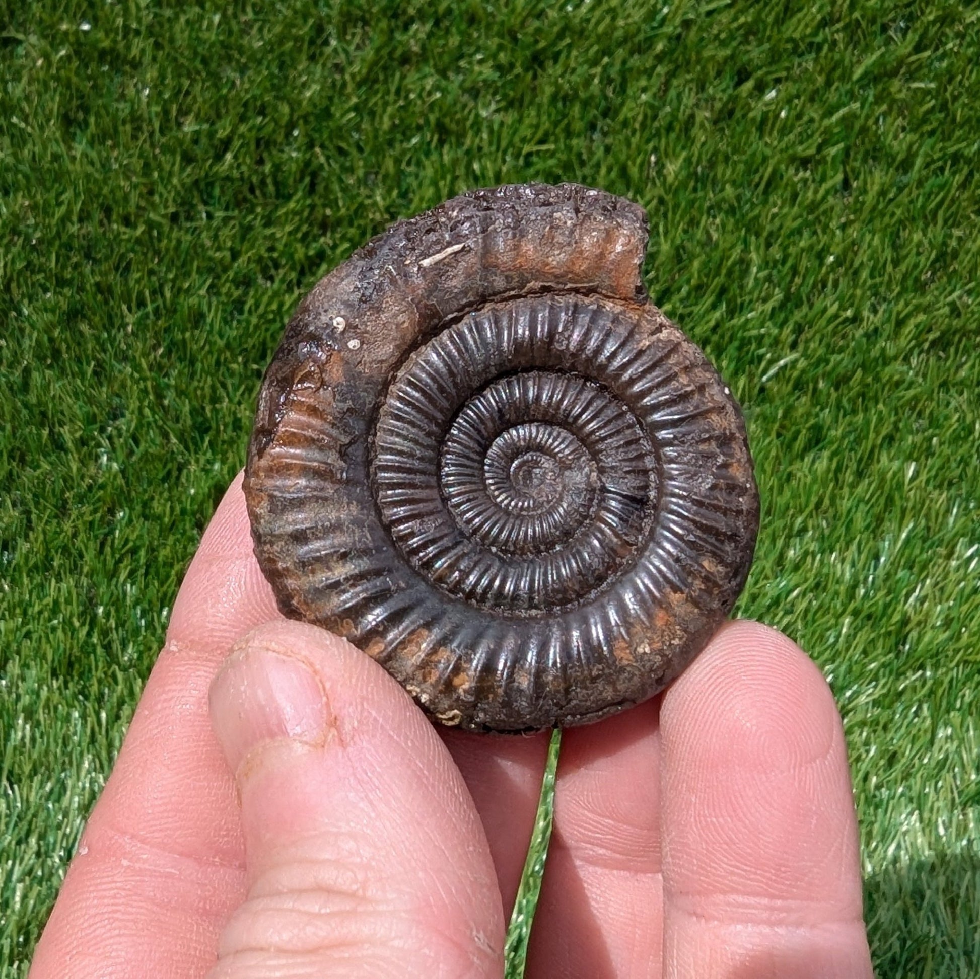 Dactylioceras ammonite fossil 3D matrix free North Yorkshire fossils - North Yorkshire Fossils