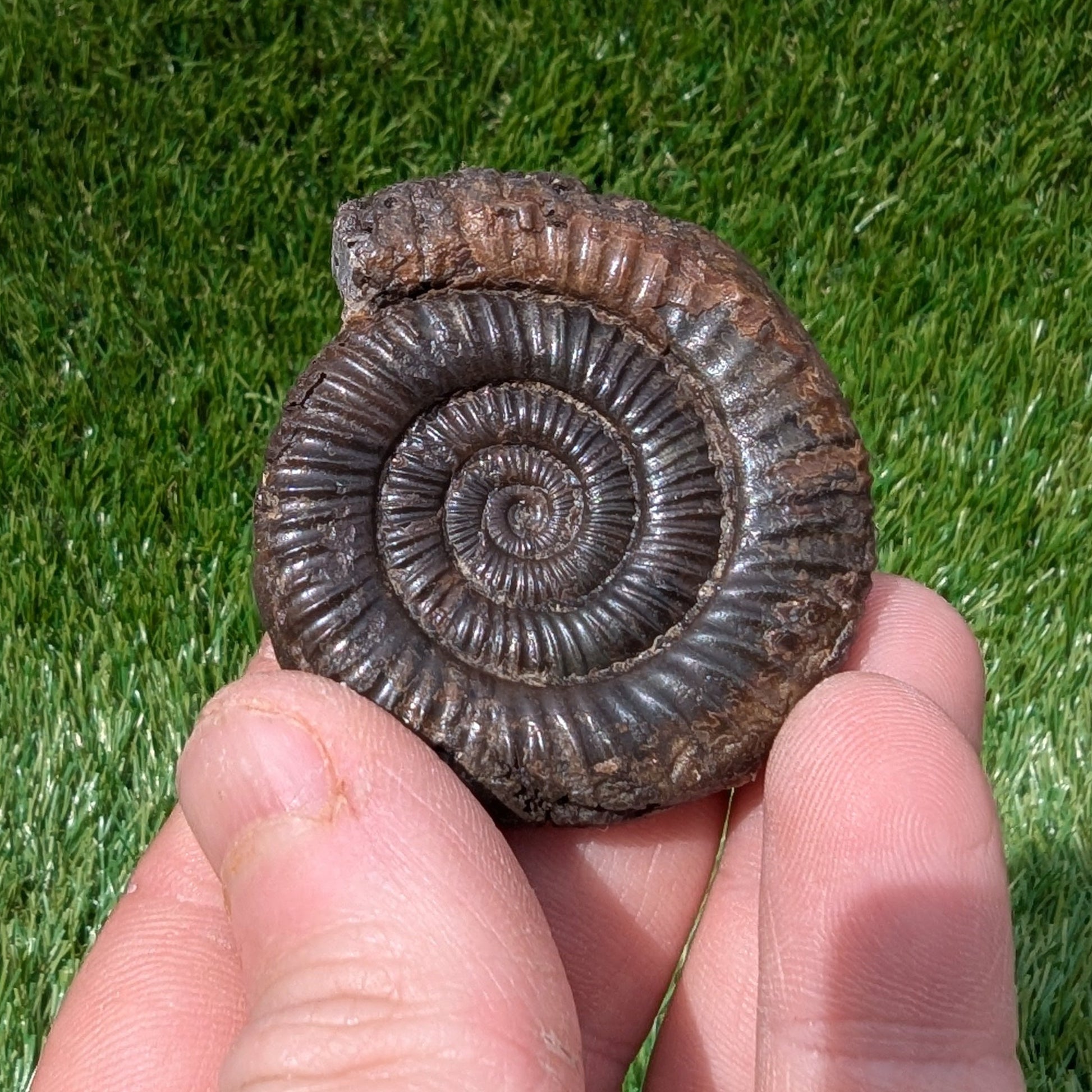Dactylioceras ammonite fossil 3D matrix free North Yorkshire fossils - North Yorkshire Fossils