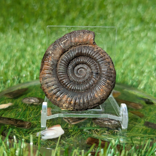 Dactylioceras ammonite fossil 3D matrix free North Yorkshire fossils - North Yorkshire Fossils