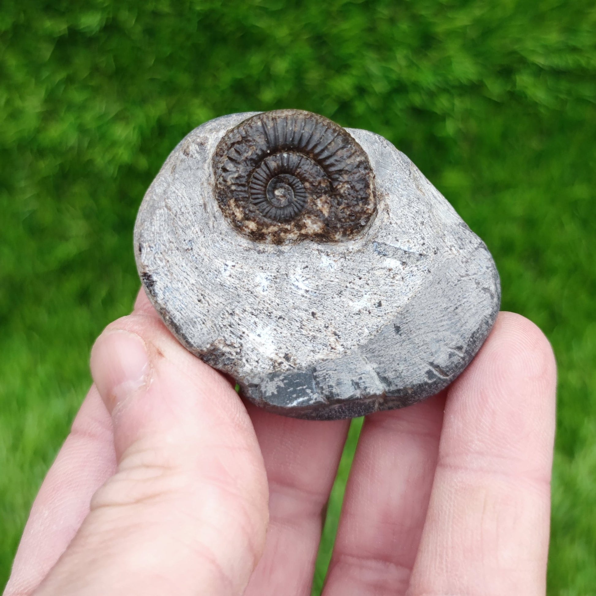 Dactylioceras ammonite fossil - North Yorkshire Fossils
