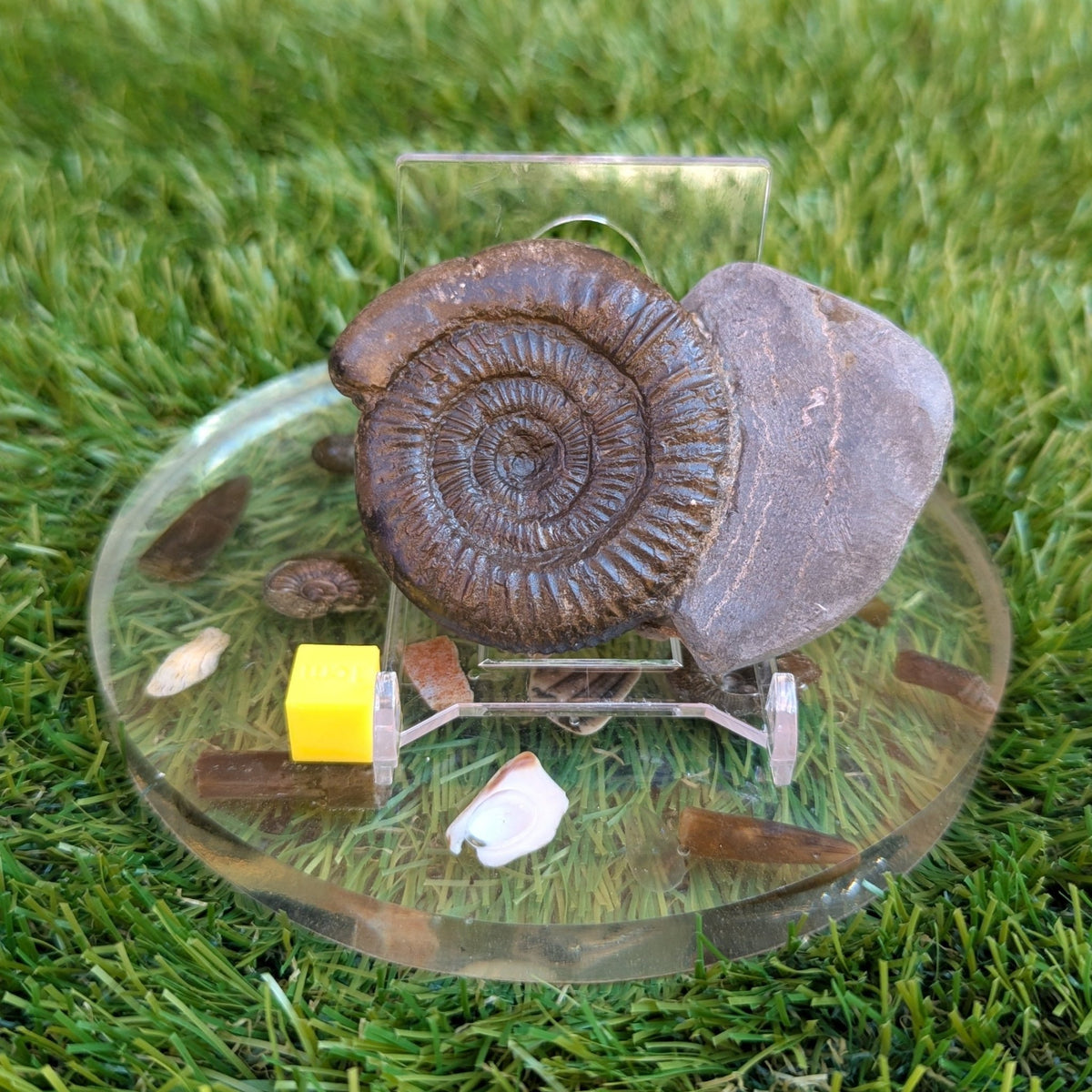 Dactylioceras ammonite fossil - North Yorkshire Fossils