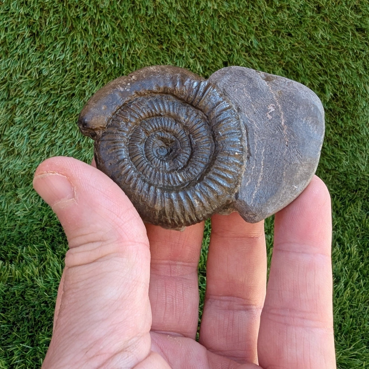 Dactylioceras ammonite fossil - North Yorkshire Fossils