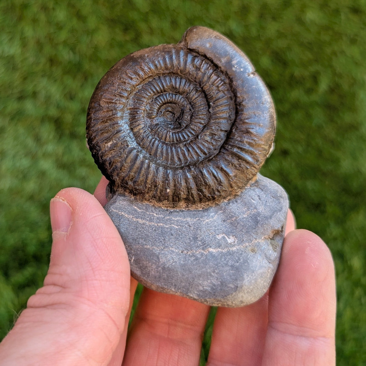 Dactylioceras ammonite fossil - North Yorkshire Fossils