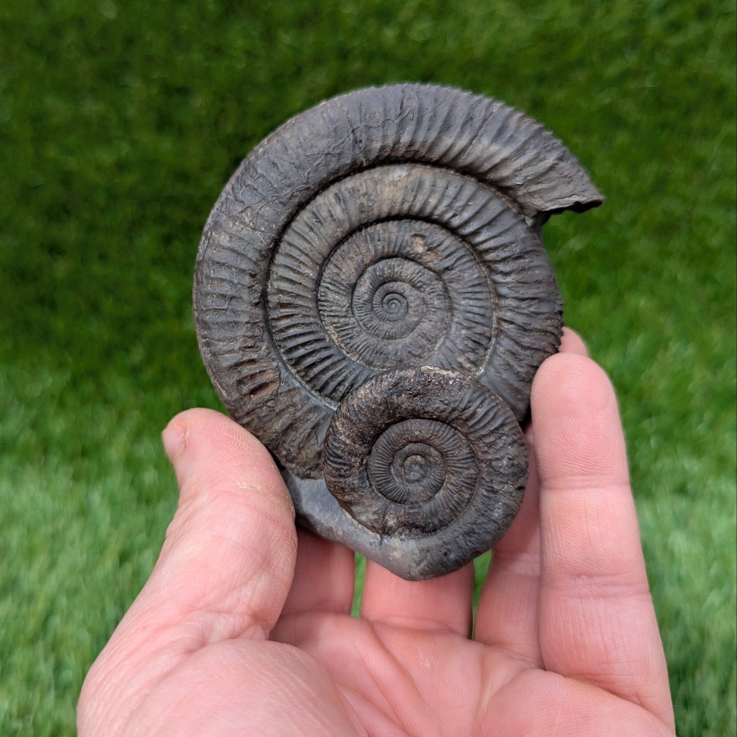 Dactylioceras ammonite fossil double - North Yorkshire Fossils