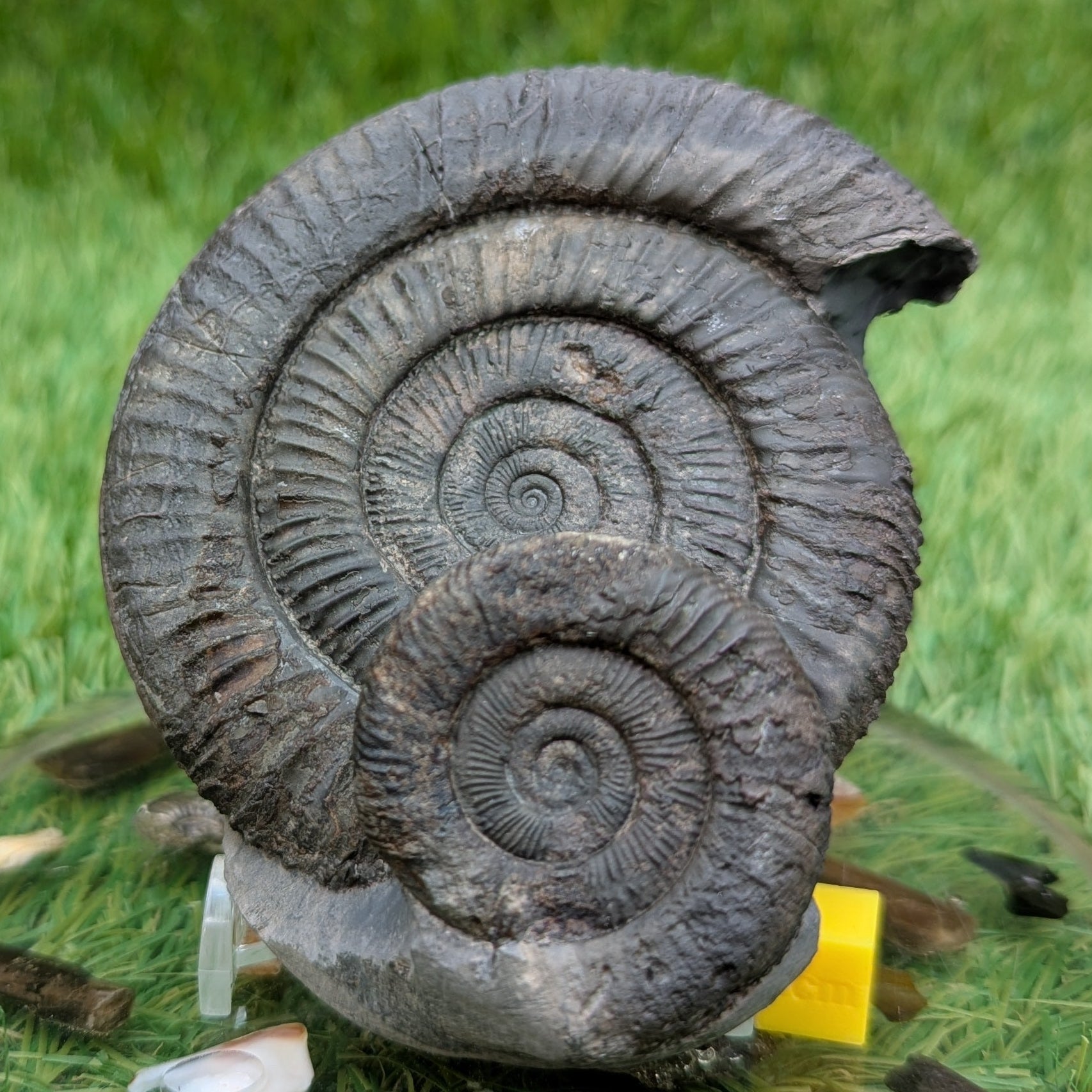 Dactylioceras ammonite fossil double - North Yorkshire Fossils