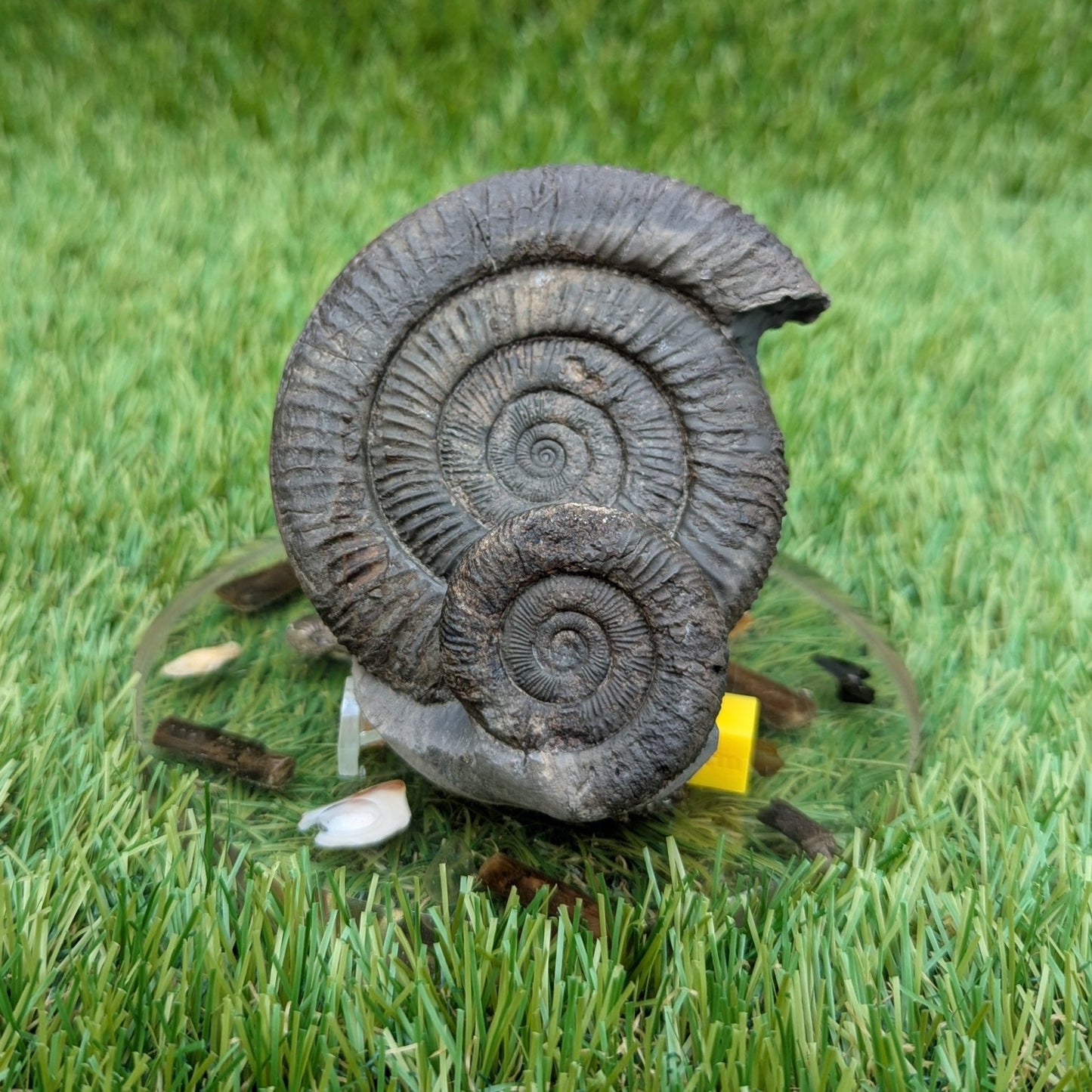 Dactylioceras ammonite fossil double - North Yorkshire Fossils