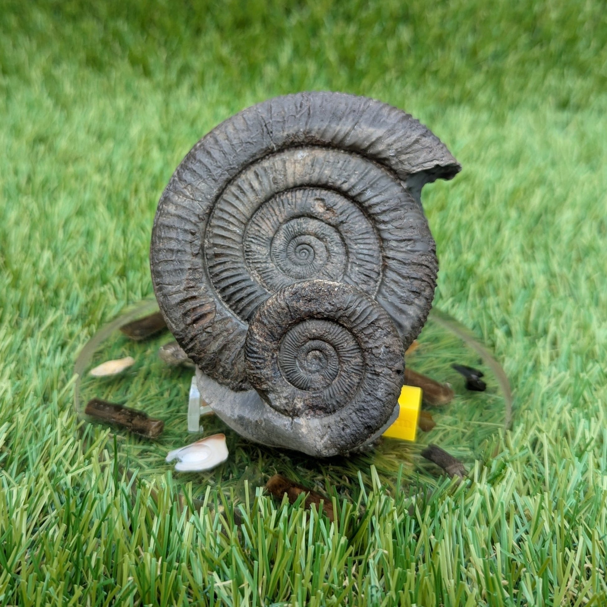 Dactylioceras ammonite fossil double - North Yorkshire Fossils