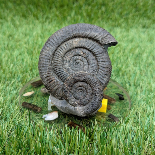 Dactylioceras ammonite fossil double - North Yorkshire Fossils