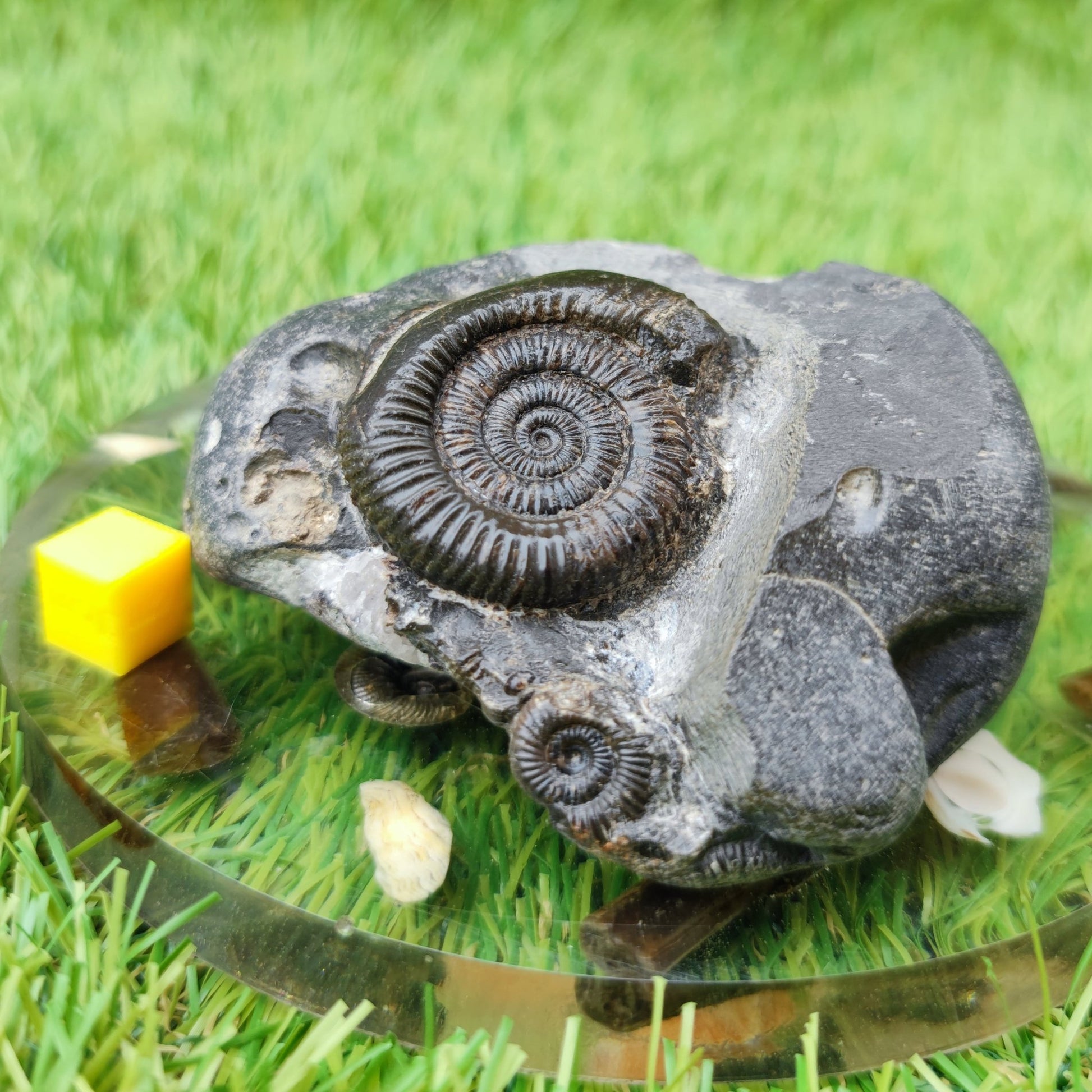 Dactylioceras ammonite fossil double North Yorkshire UK - North Yorkshire Fossils