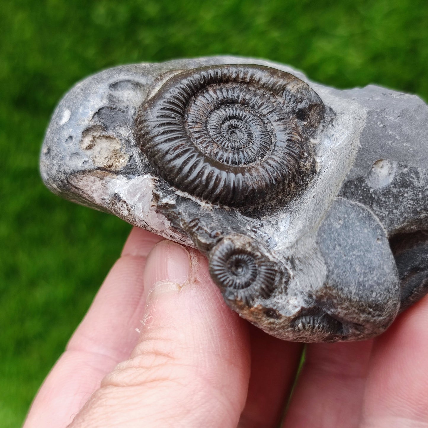 Dactylioceras ammonite fossil double North Yorkshire UK - North Yorkshire Fossils