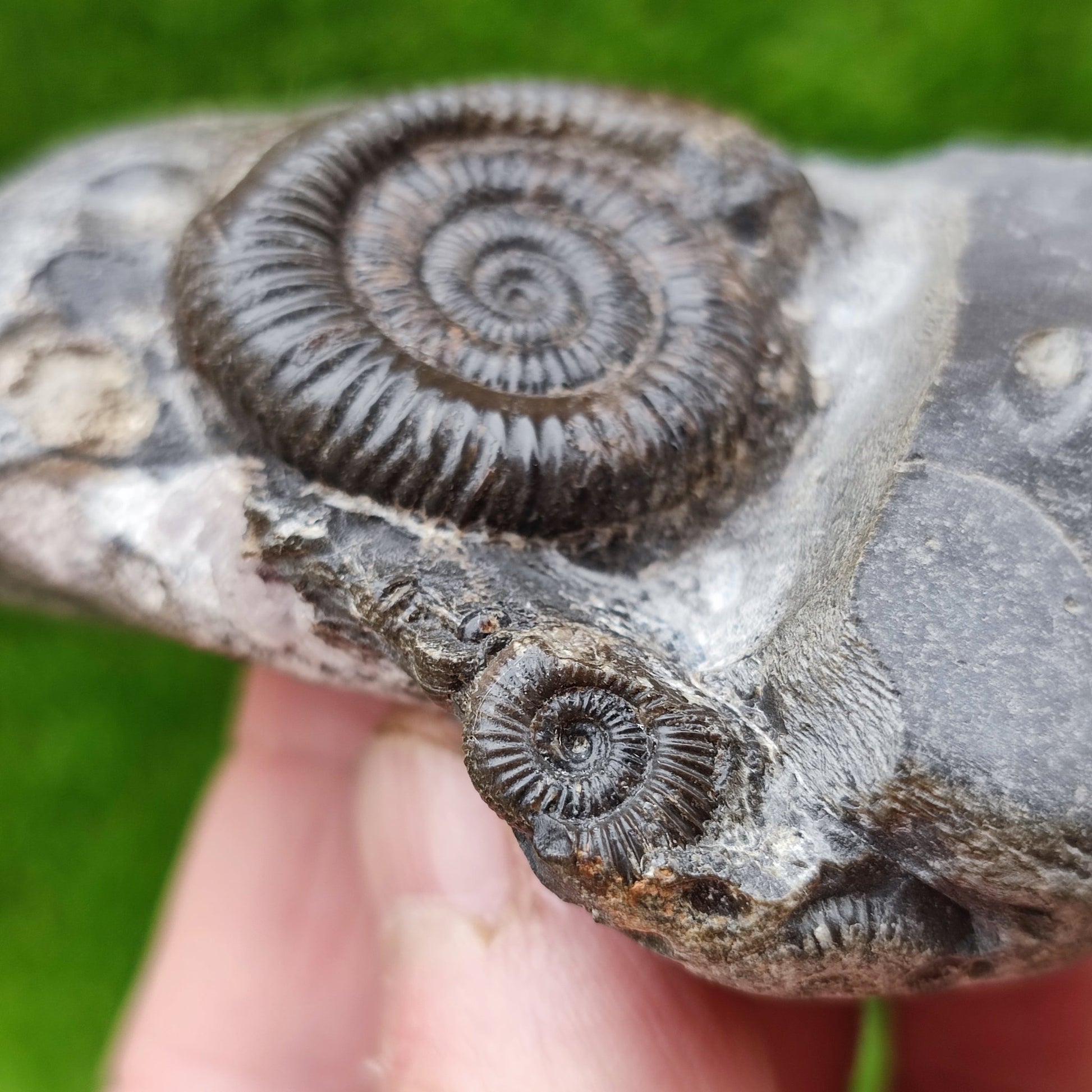 Dactylioceras ammonite fossil double North Yorkshire UK - North Yorkshire Fossils