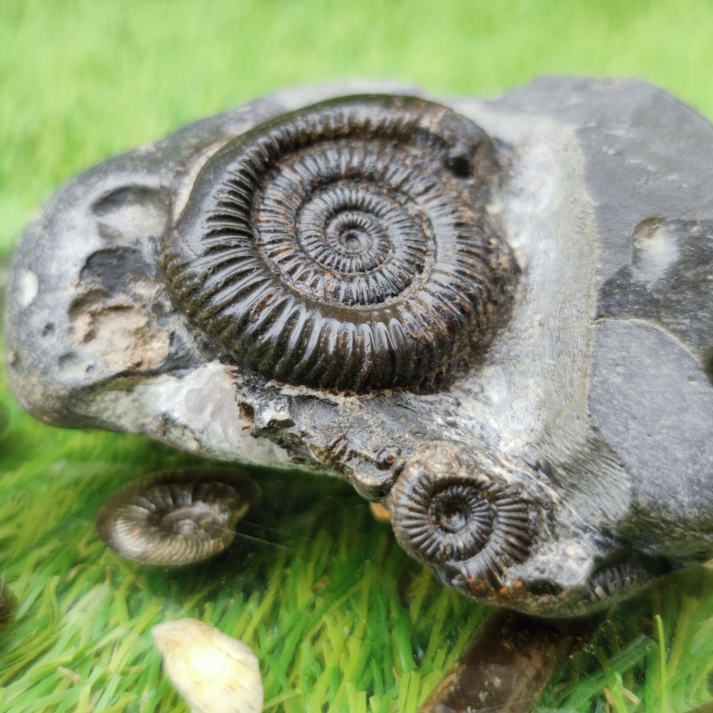 Dactylioceras ammonite fossil double North Yorkshire UK - North Yorkshire Fossils