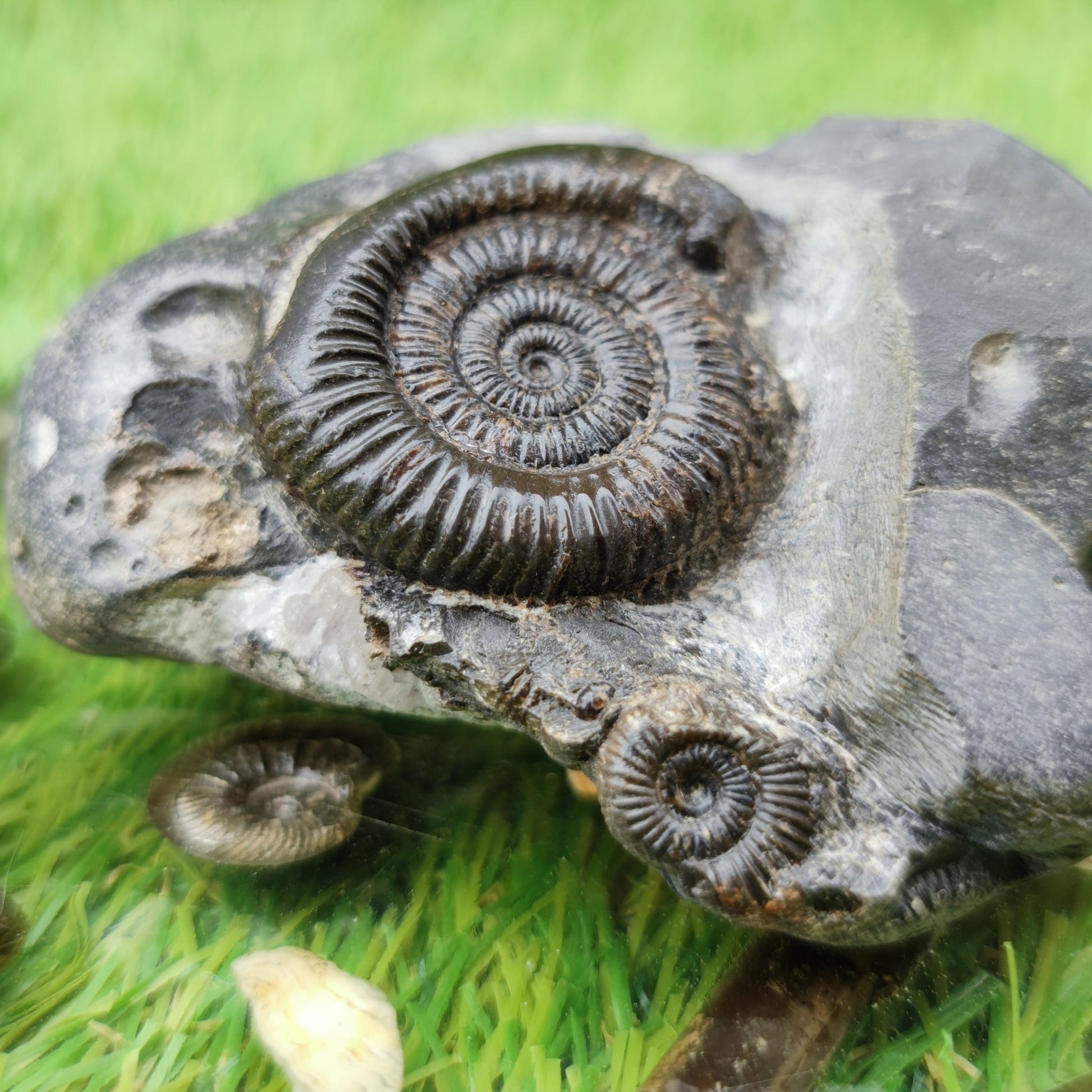 Dactylioceras ammonite fossil double North Yorkshire UK - North Yorkshire Fossils
