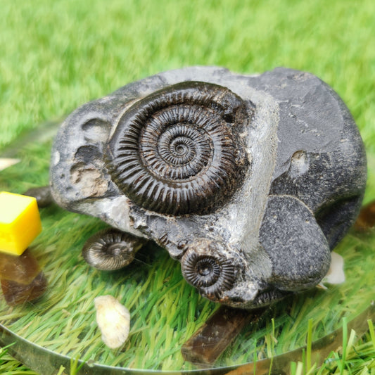 Dactylioceras ammonite fossil double North Yorkshire UK - North Yorkshire Fossils