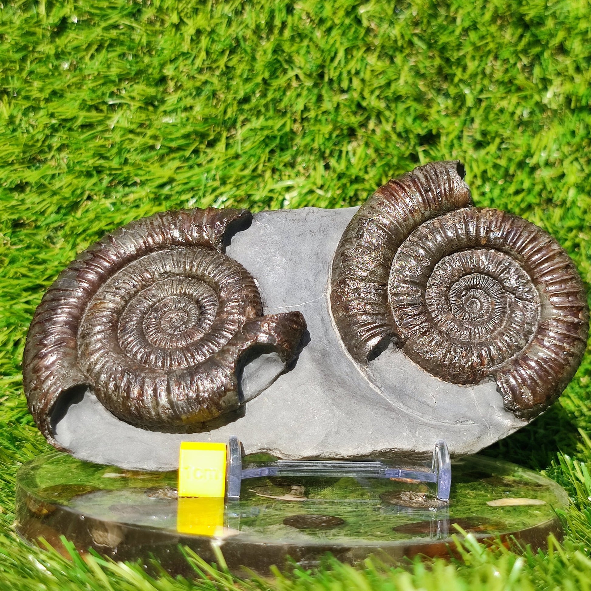 Dactylioceras ammonite fossil duo Whitby Yorkshire - North Yorkshire Fossils