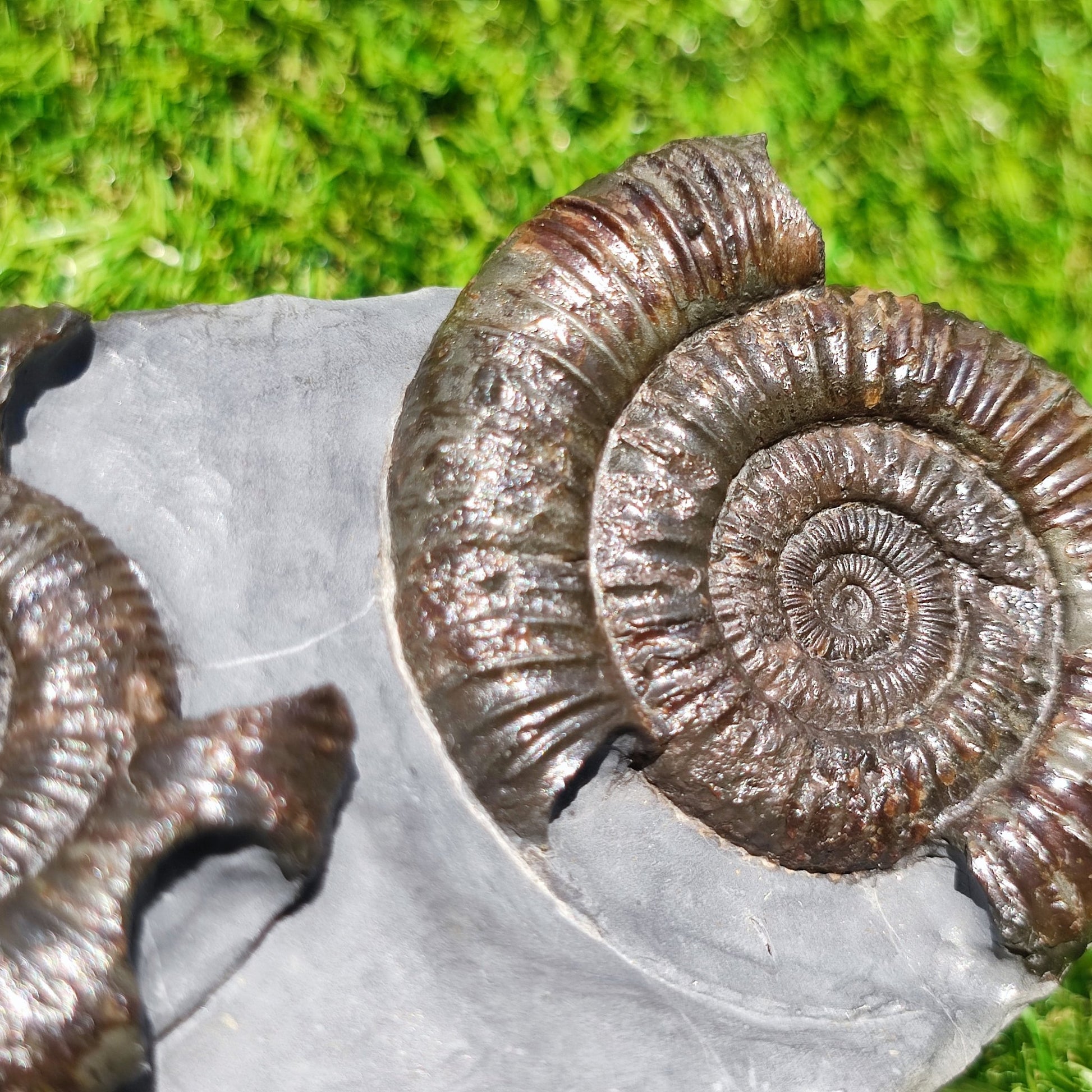 Dactylioceras ammonite fossil duo Whitby Yorkshire - North Yorkshire Fossils