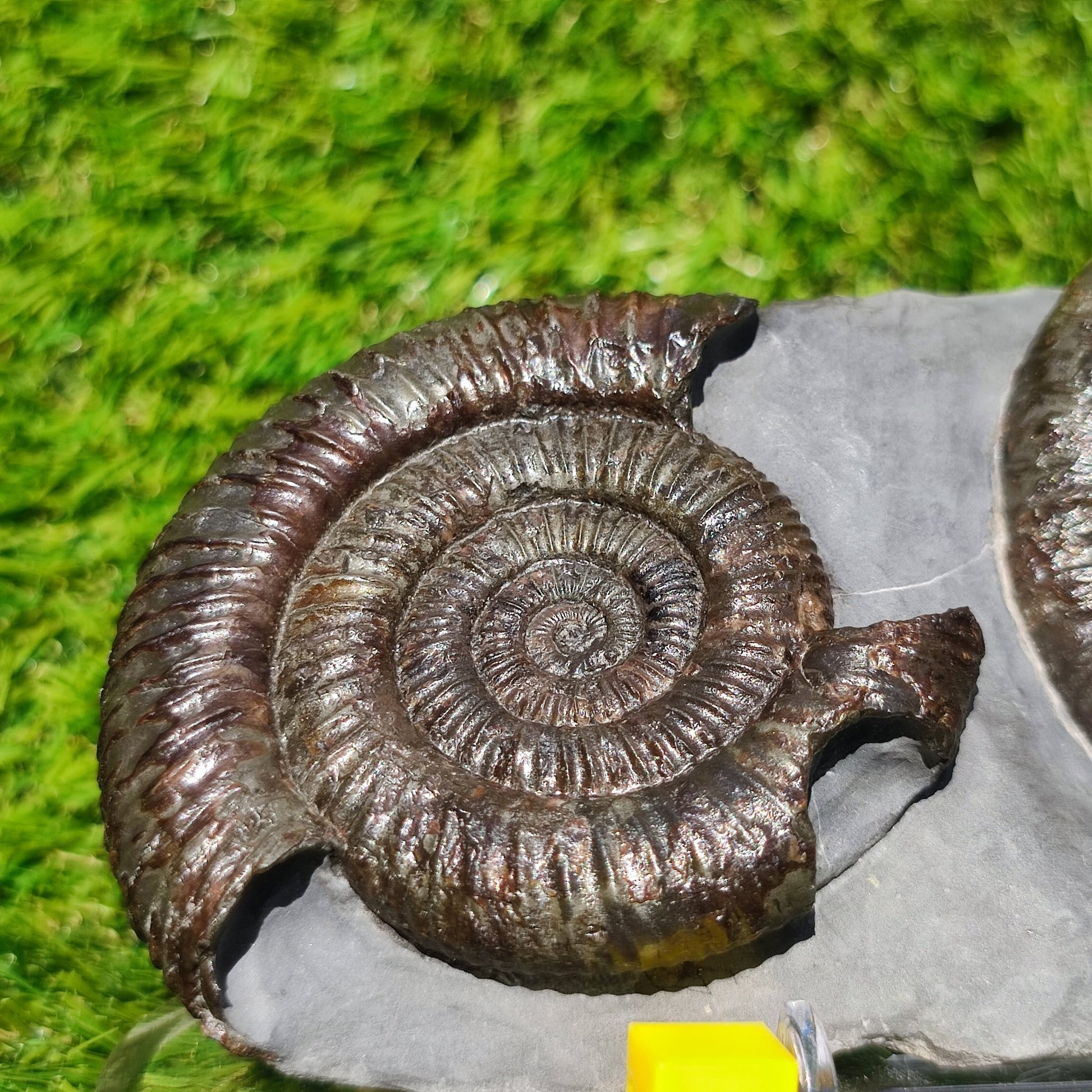 Dactylioceras ammonite fossil duo Whitby Yorkshire - North Yorkshire Fossils