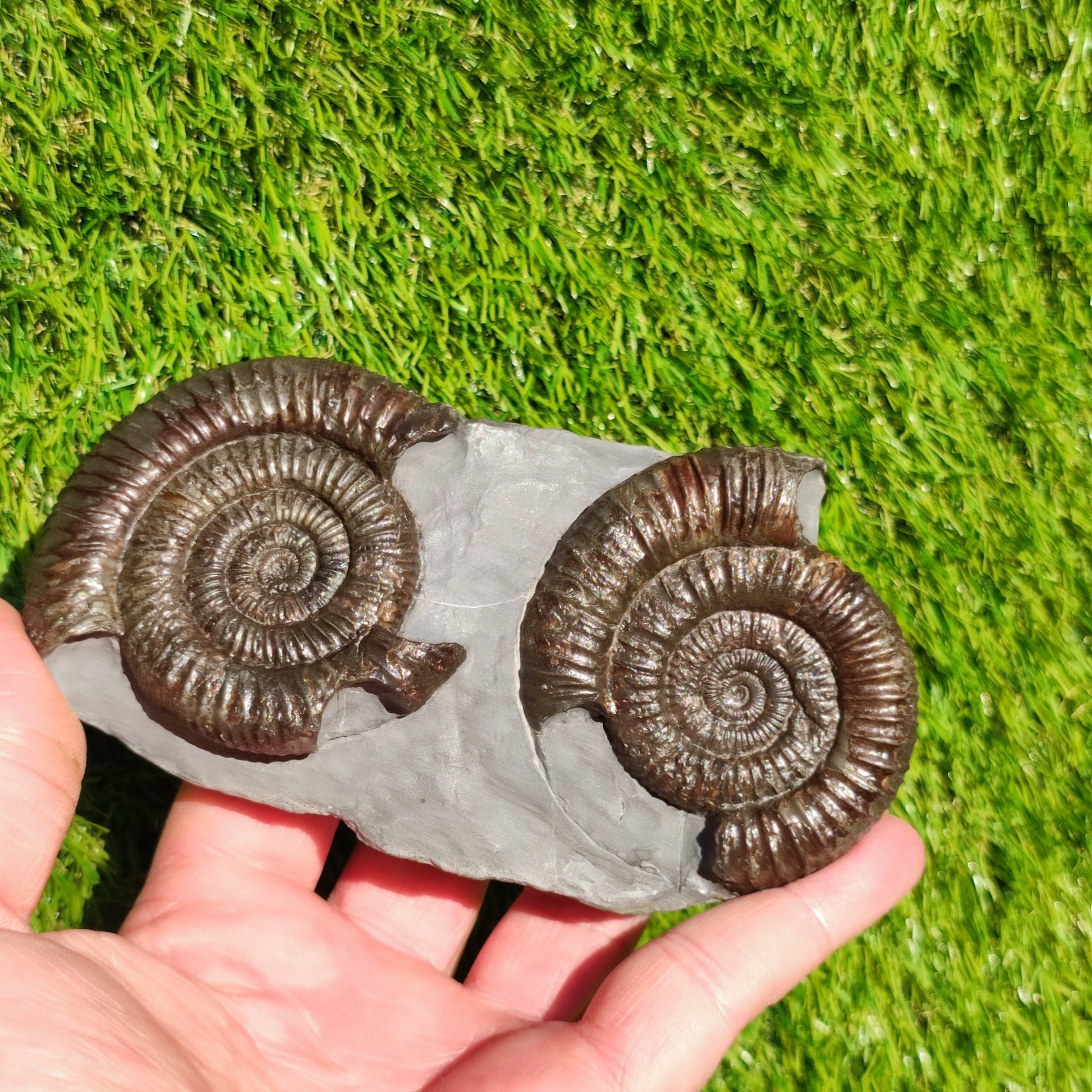Dactylioceras ammonite fossil duo Whitby Yorkshire - North Yorkshire Fossils