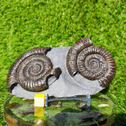 Dactylioceras ammonite fossil duo Whitby Yorkshire - North Yorkshire Fossils