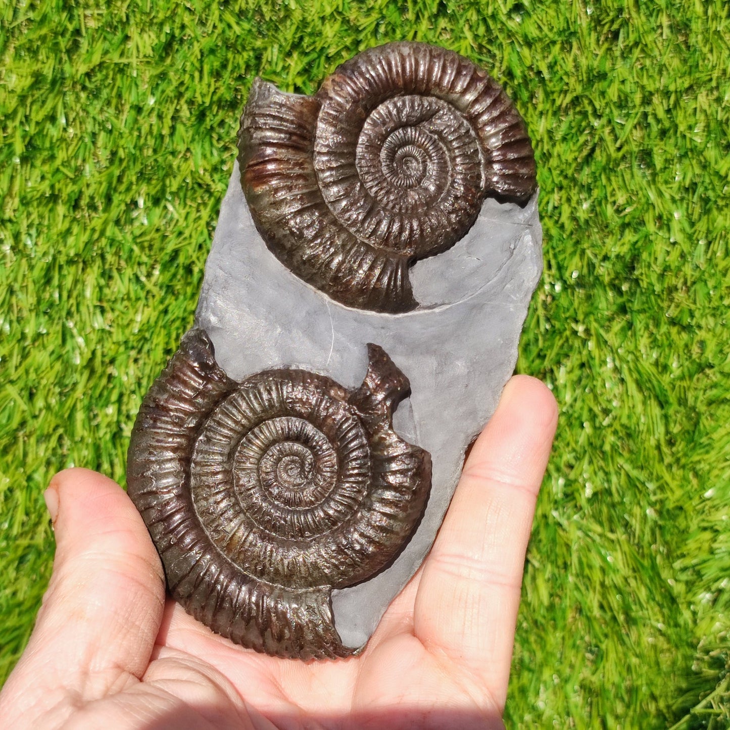 Dactylioceras ammonite fossil duo Whitby Yorkshire - North Yorkshire Fossils